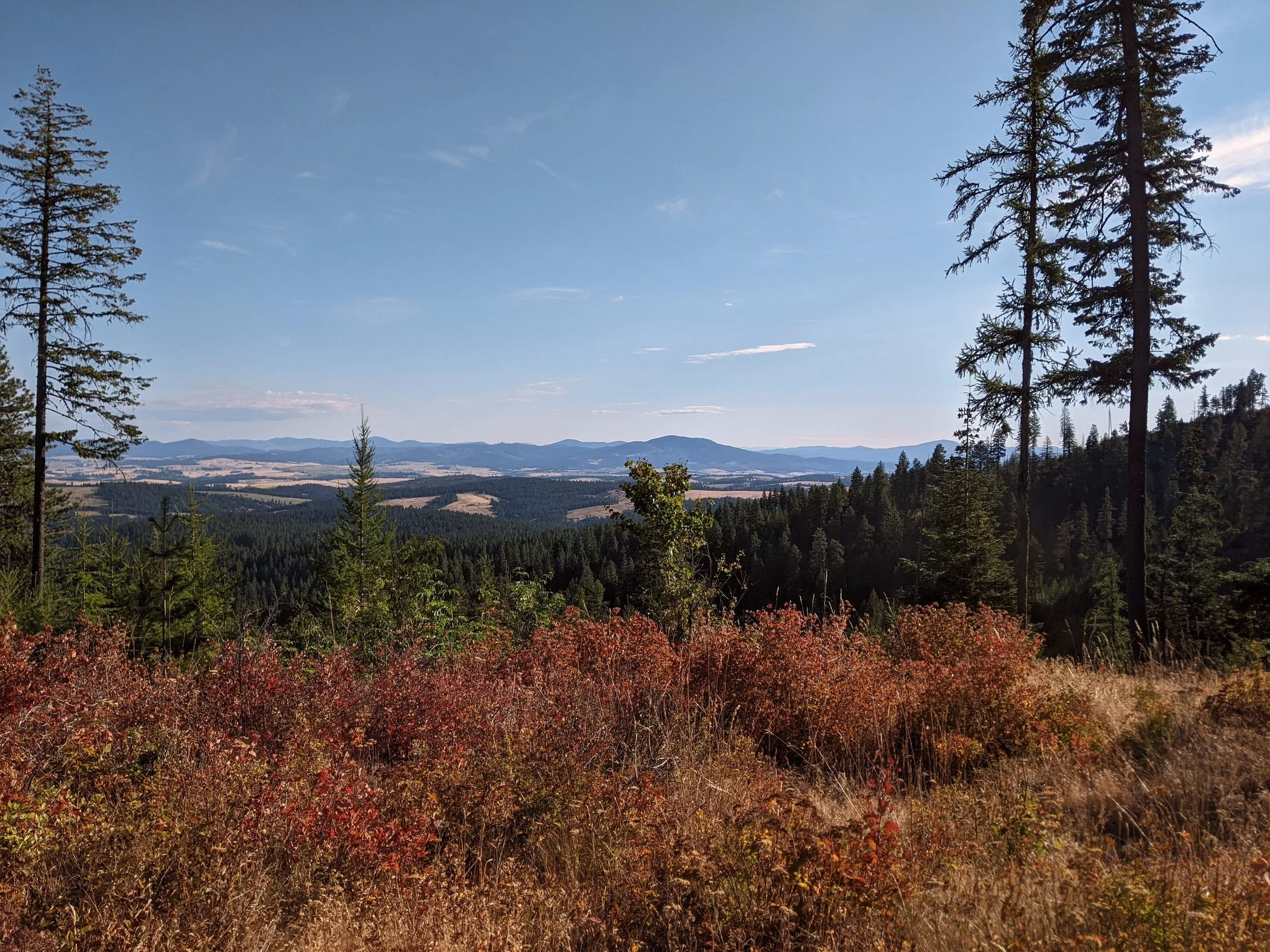 Scenic view of a mountain landscape with tall pine trees in the foreground, rolling hills, and a clear blue sky with some clouds.