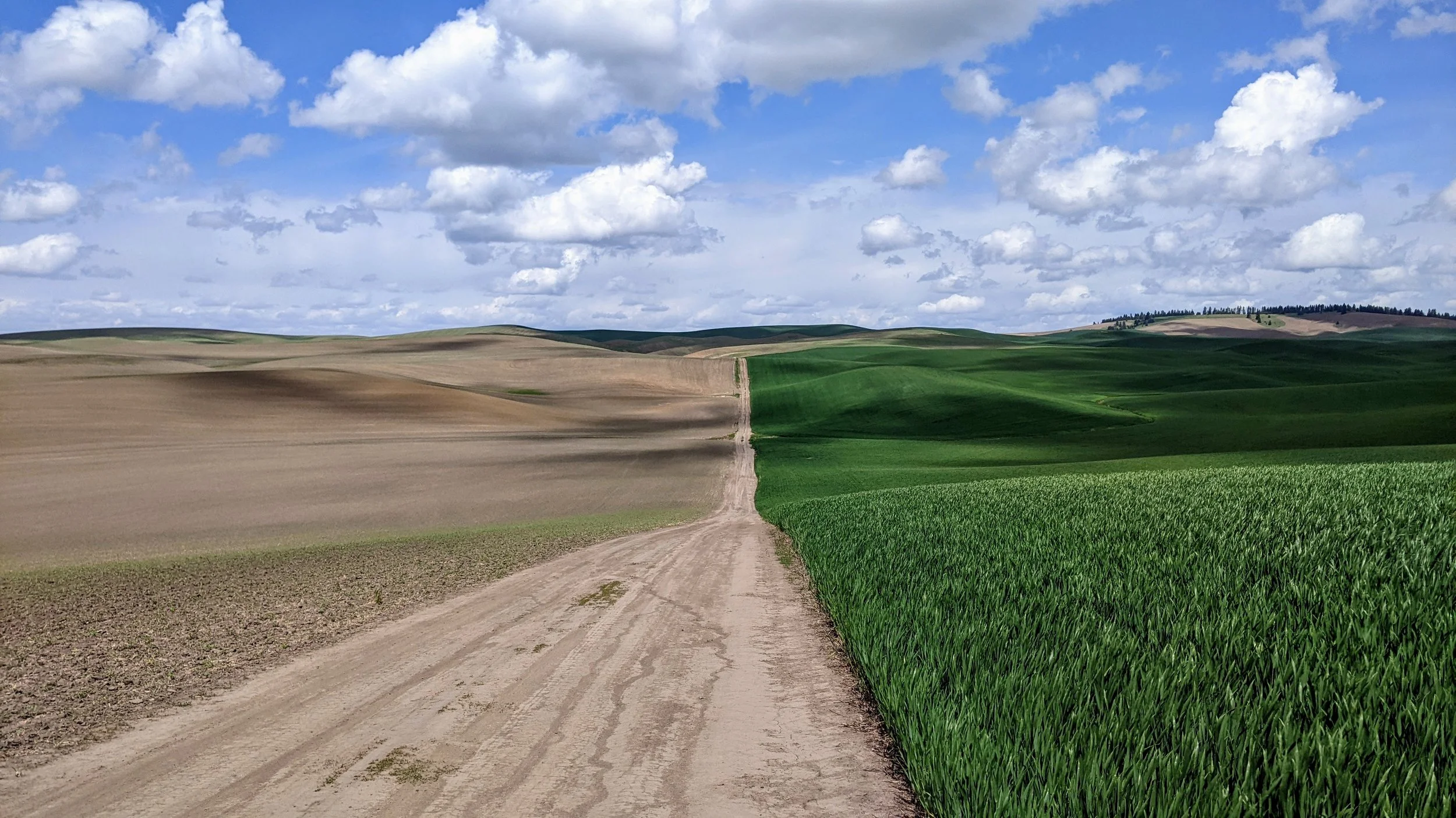 A landscape with rolling hills divided into sections of green crops and brown soil, with a dirt road running through the middle and a partly cloudy sky.
