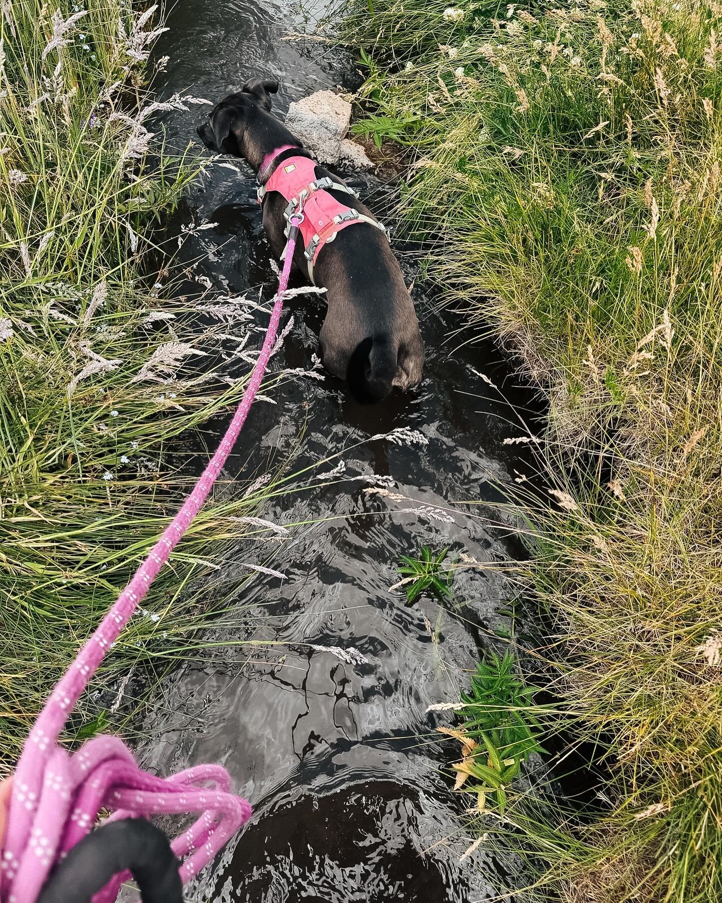 Here. // In this moment, right now, I am HERE. Present. In the moment &amp; noticing things that I&rsquo;d normally be oblivious to while walking around the dog park, neck bent and staring down at my phone. 

But today is different. The phone (mostly