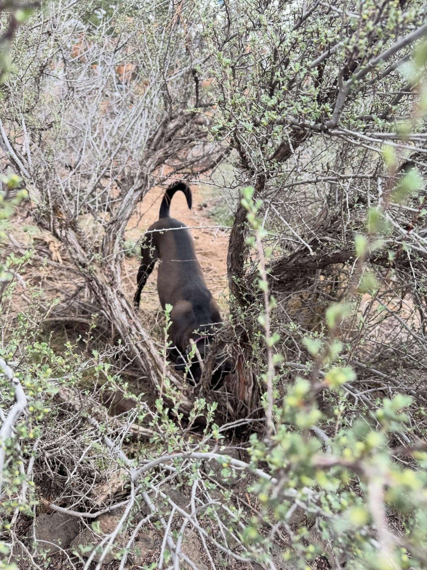 Touching grass (&amp; eating it), hunting lizards, and making friends.
 
When the world is hard, my dogs keep me sane. Bringing me back to the NOW, again &amp; again. So I can hear the birdsong, gaze up at the beautiful sky, and pet aaaaaall the happ