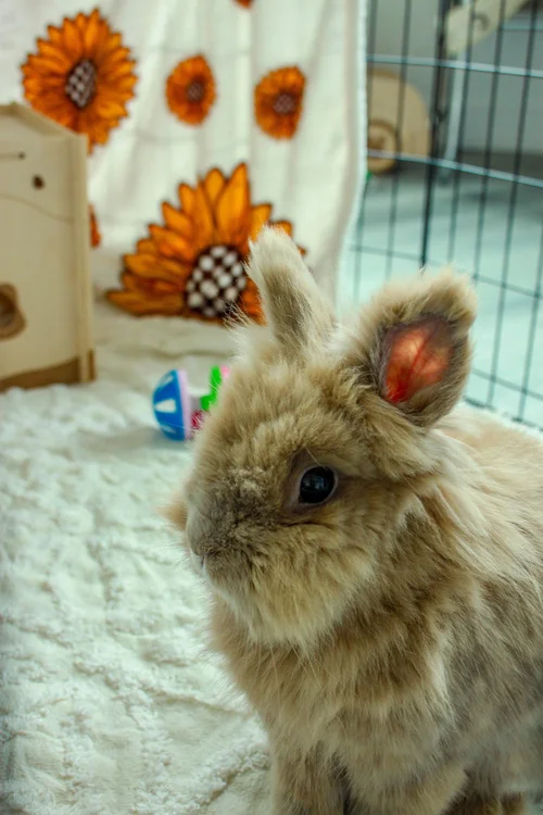 Sunshine Rabbit Center