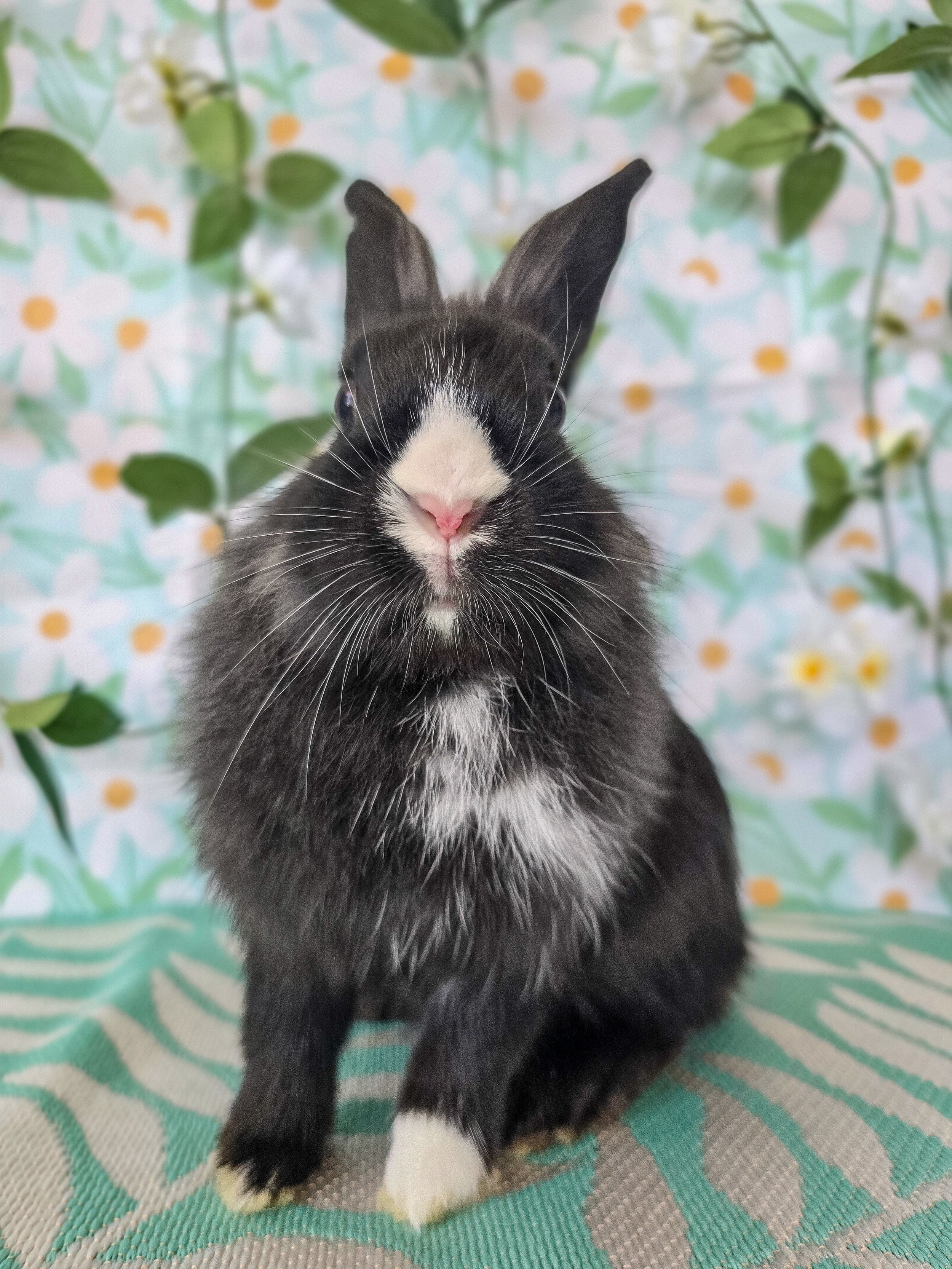 TEST BUNNY'S FAVORITE THINGS: dreams, wishes, eating a giant mound of hay