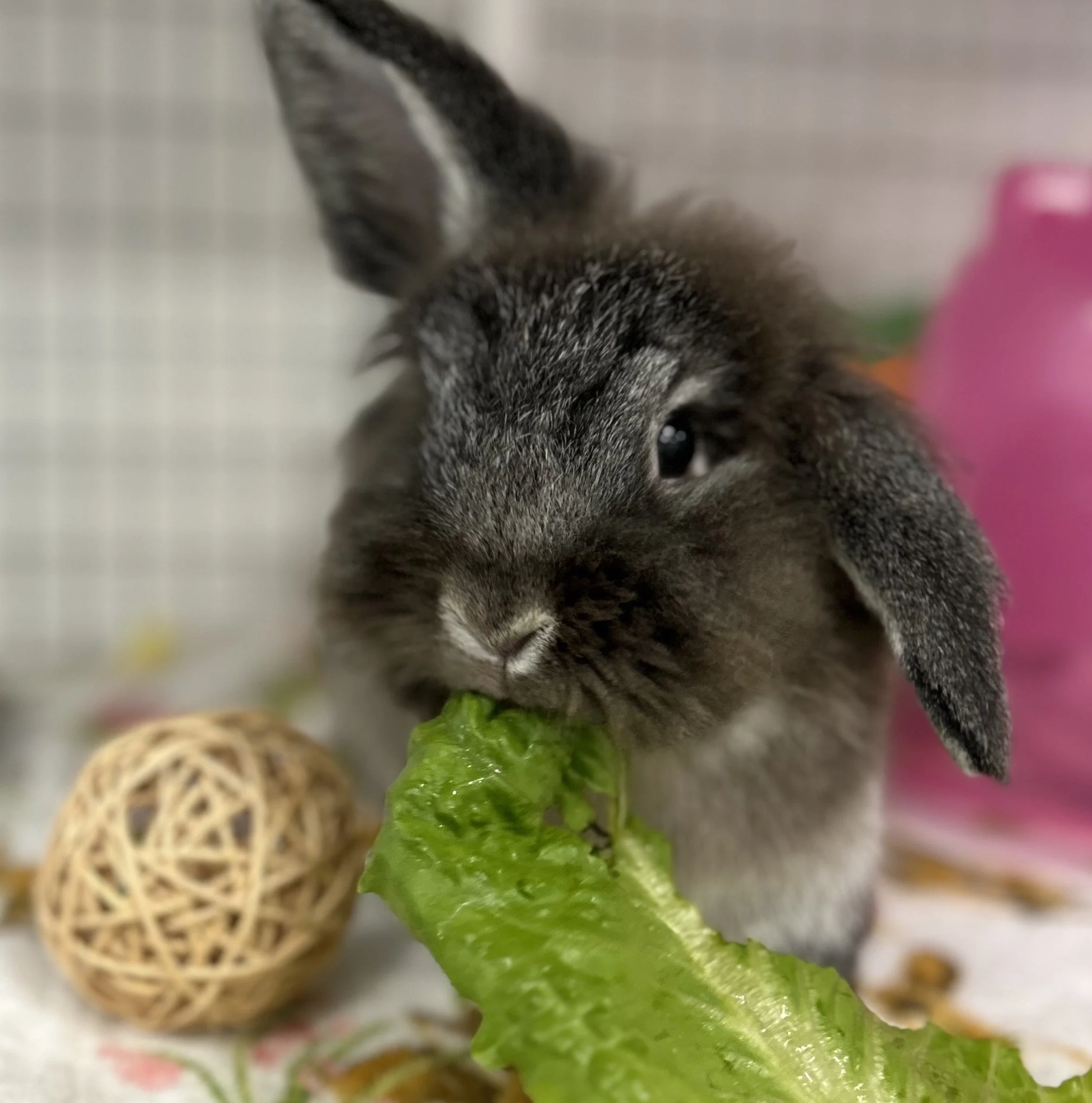 Sunshine Rabbit Center