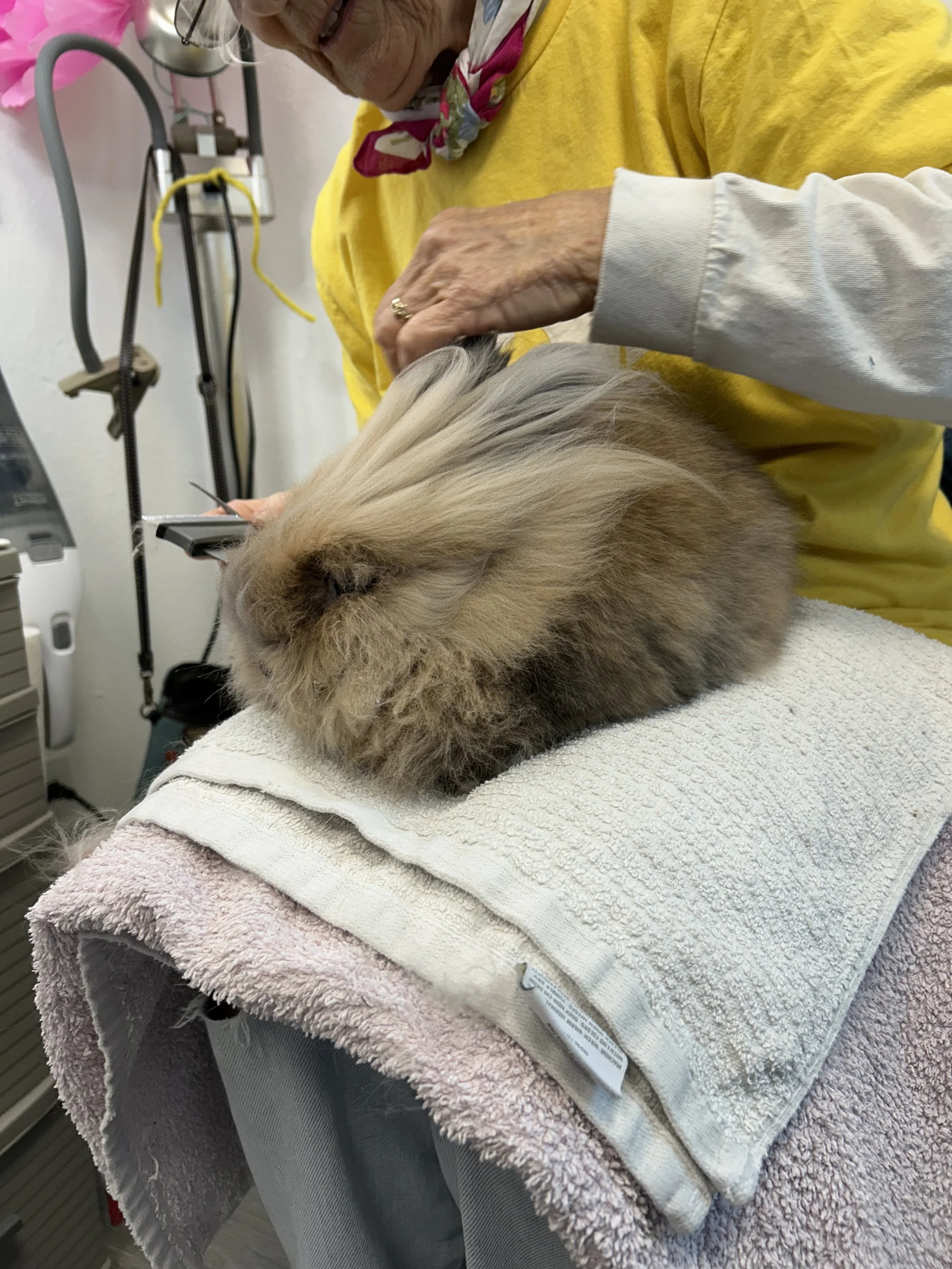 Photo of furry brown rabbit placed on white towels seated on the lap of older woman performing grooming