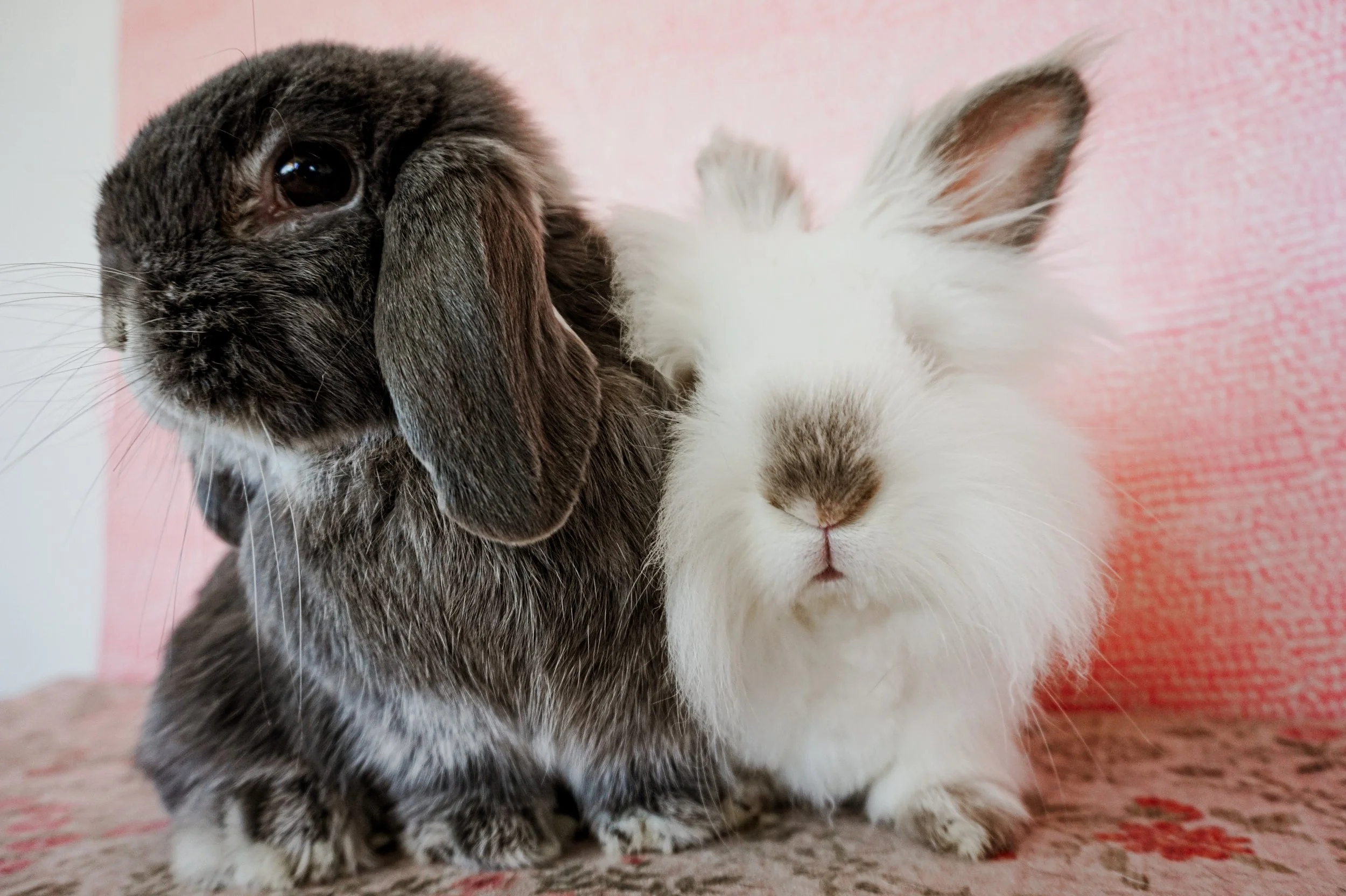 TEST BUNNY 1 more info