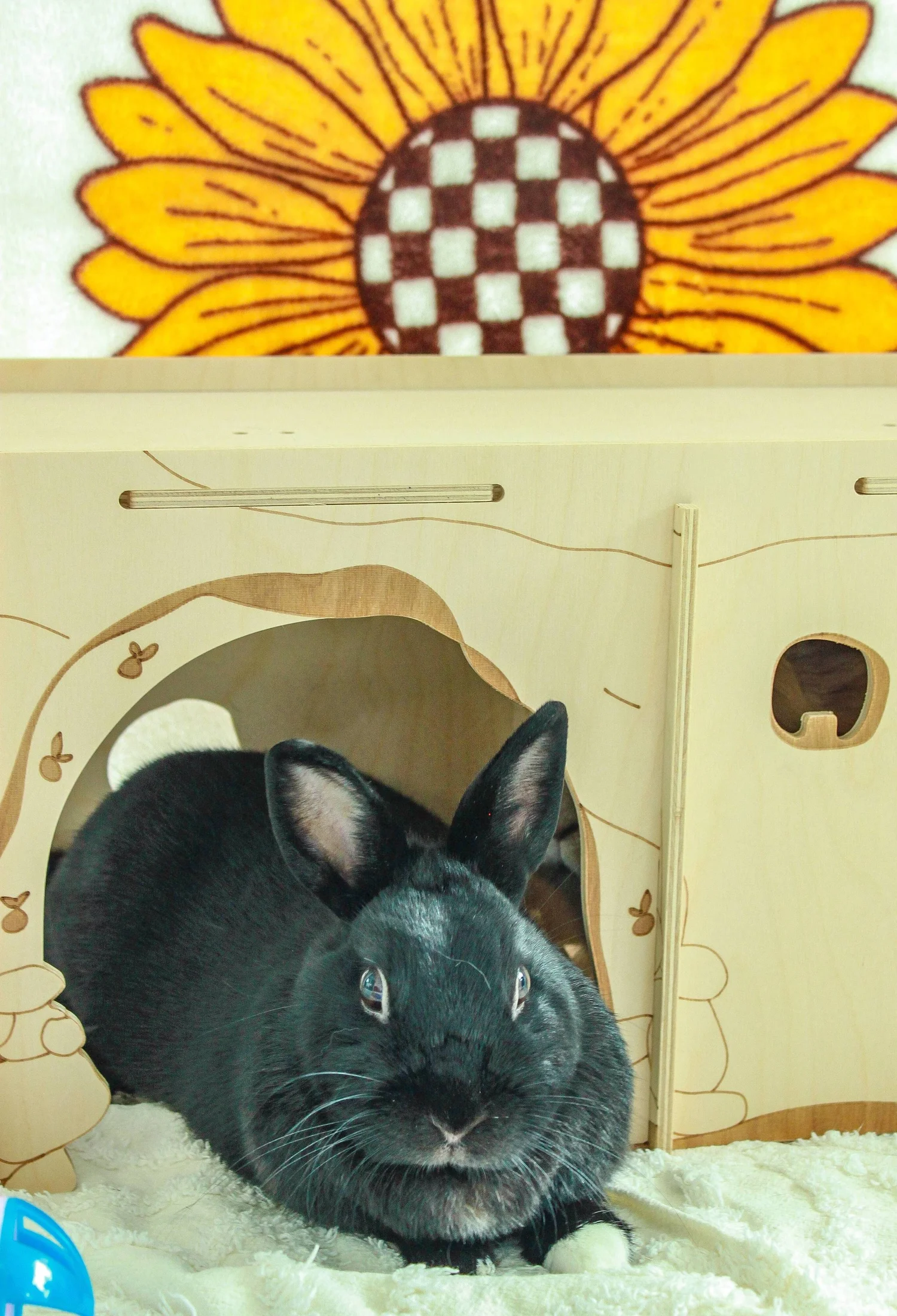 Sunshine Rabbit Center