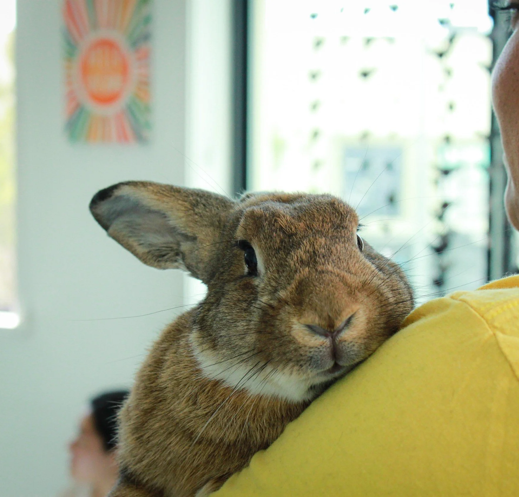 Apply to foster a rescue rabbit — Sunshine Rabbit Center