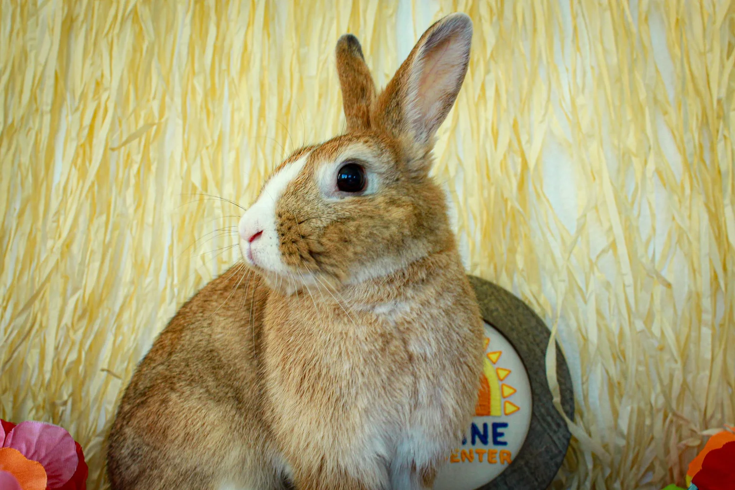 Sun Bees Rabbitry Adopt — Sunshine Rabbit Center