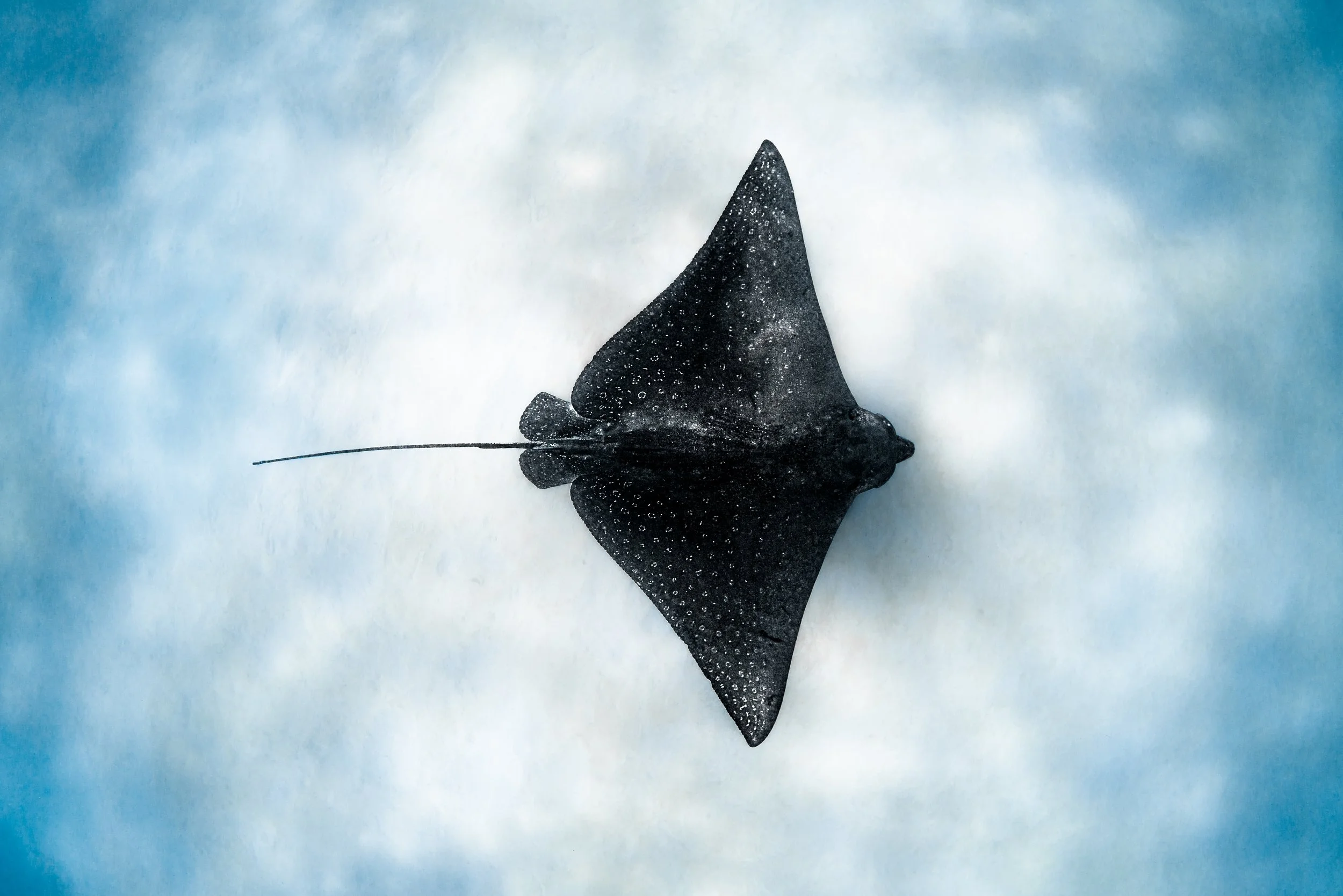 wylde_030326.jpg