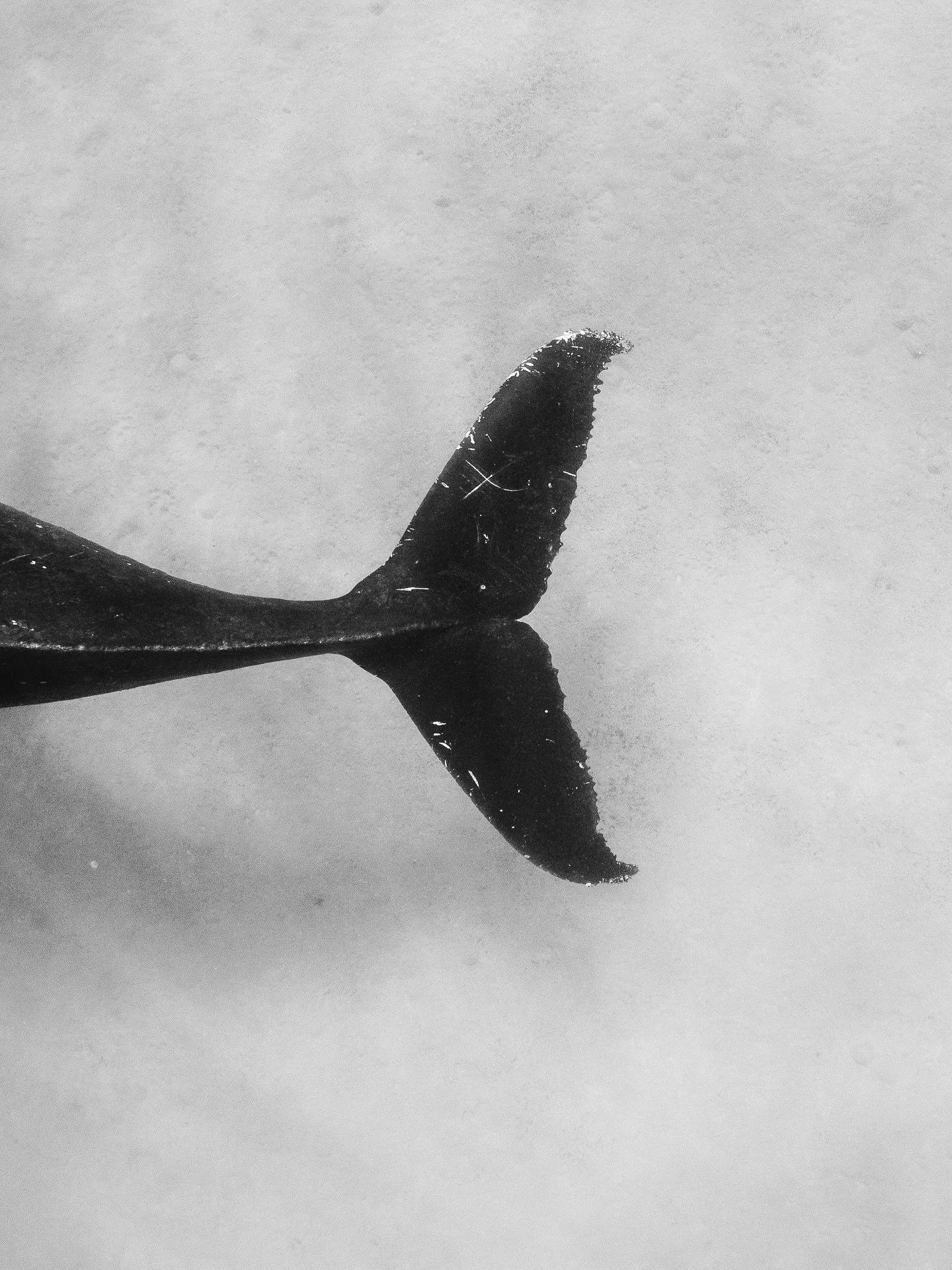 Bits of Tonga in B&amp;W 🤍🖤

Shooting w @nikonaustralia