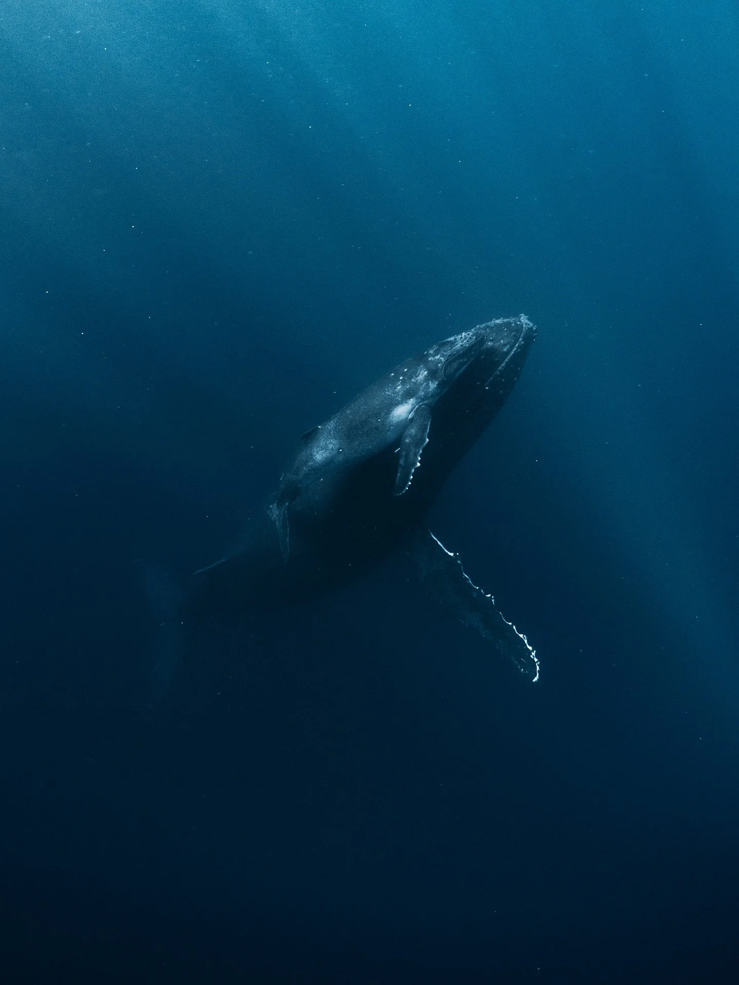 A mum and calf bond 🥺 We&rsquo;ve been so lucky to have seen so many mums and calf&rsquo;s over the past few months&hellip;

Swipe to see the B&amp;W version &hellip;which image speaks to you most, 1 or 2?

@nikonaustralia
