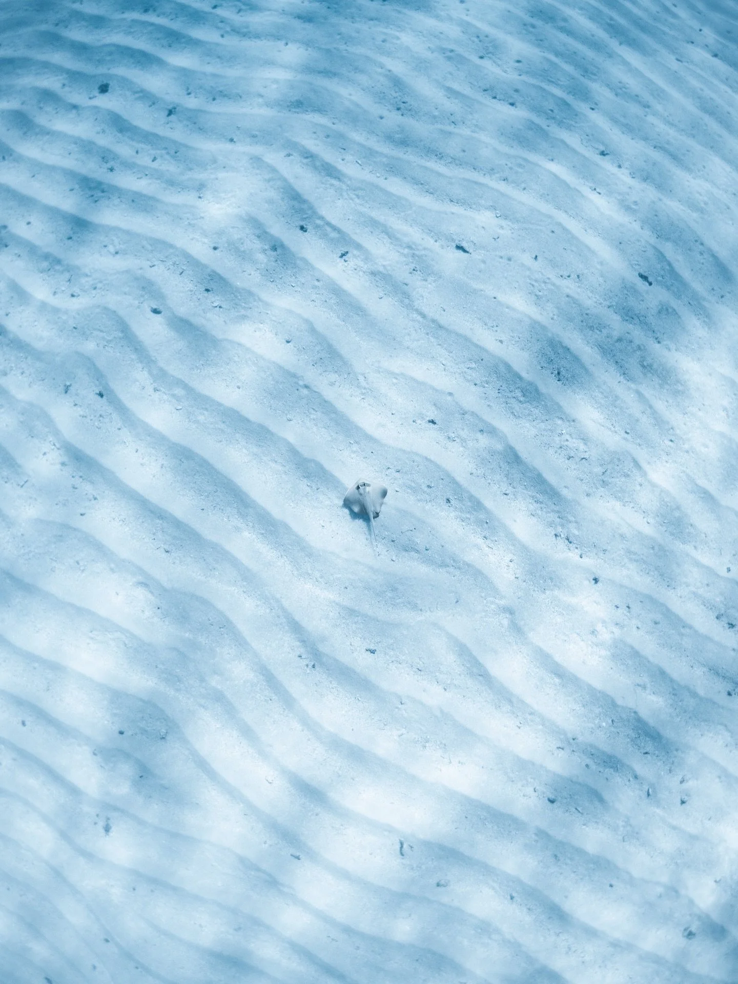 Tonga&rsquo;s underwaterscapes 🪸🐠🐋
@nikonaustralia @tourismtonga
