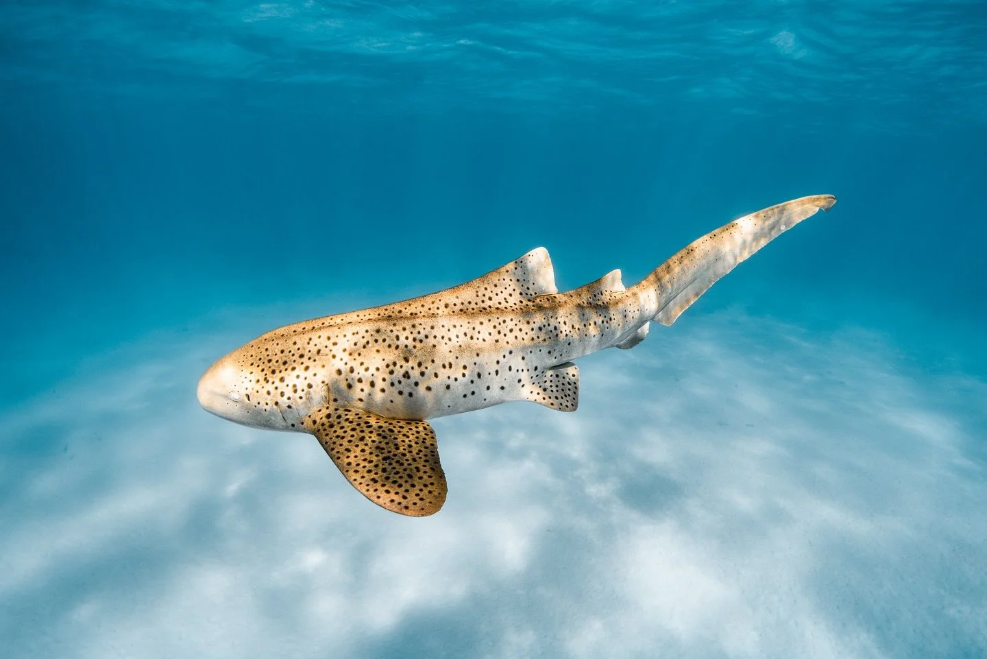 Spotted in the shallows: the prettiest shark in the most beautiful conditions 🐆🕵🏽&zwj;♀️