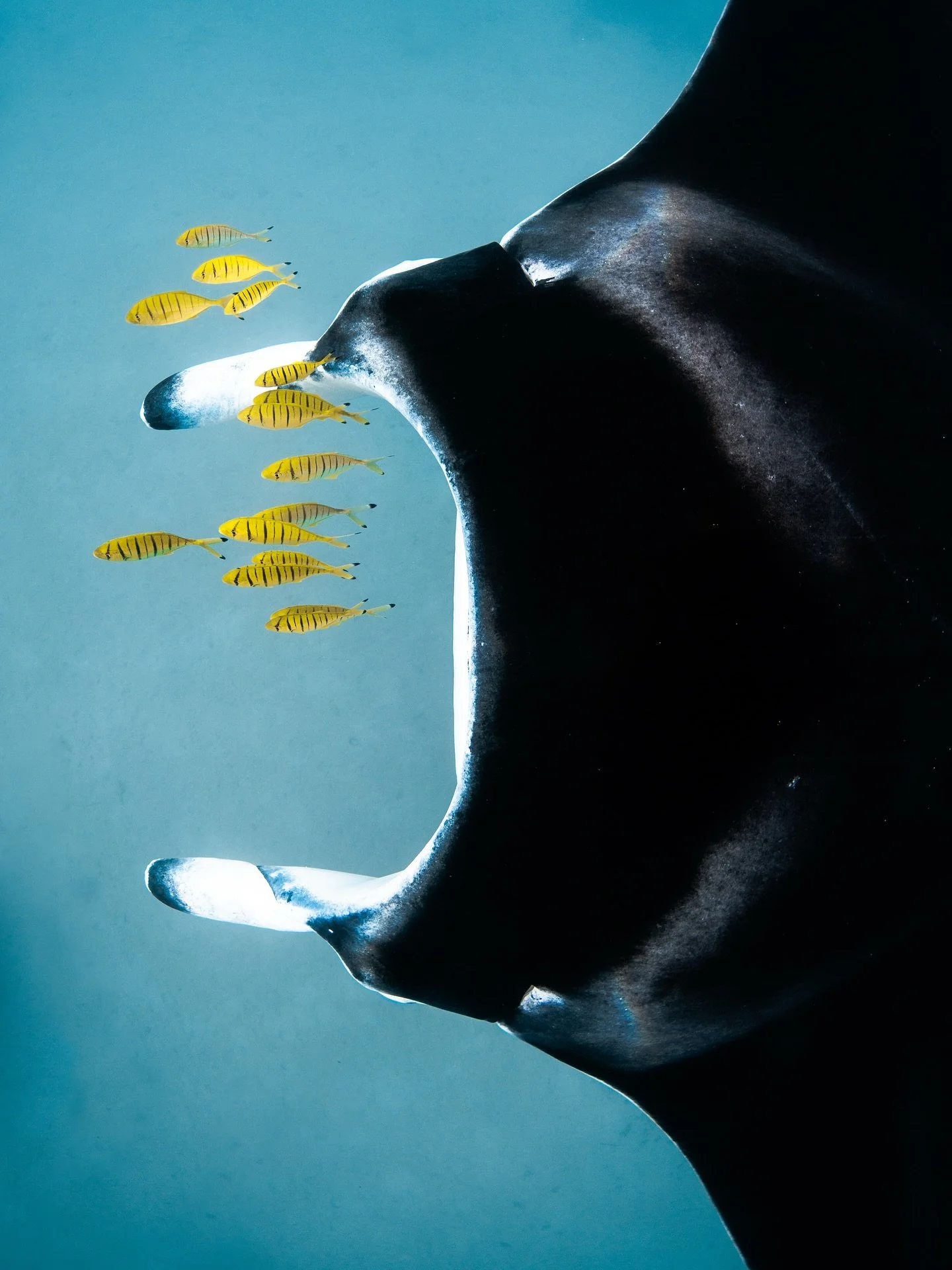 Manta rays are sometimes known as &lsquo;clean freaks. They frequently visit cleaning stations where smaller fish remove parasites and dirt from their bodies.

Like most marine creatures, they are covered in a protective mucous film that shields them