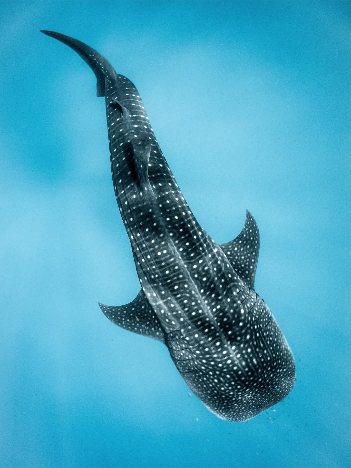 Pulled a few favourites out of the Ningaloo magic bag 🪄🧜🏽&zwj;♀️

1. Fastest whaleshark I have EVER swam with&hellip;clocked 6.98kms in the water this day 🥵
2. Favourite occy I&rsquo;ve ever photographed 🥹
3. Another leopard added to the &ldquo;