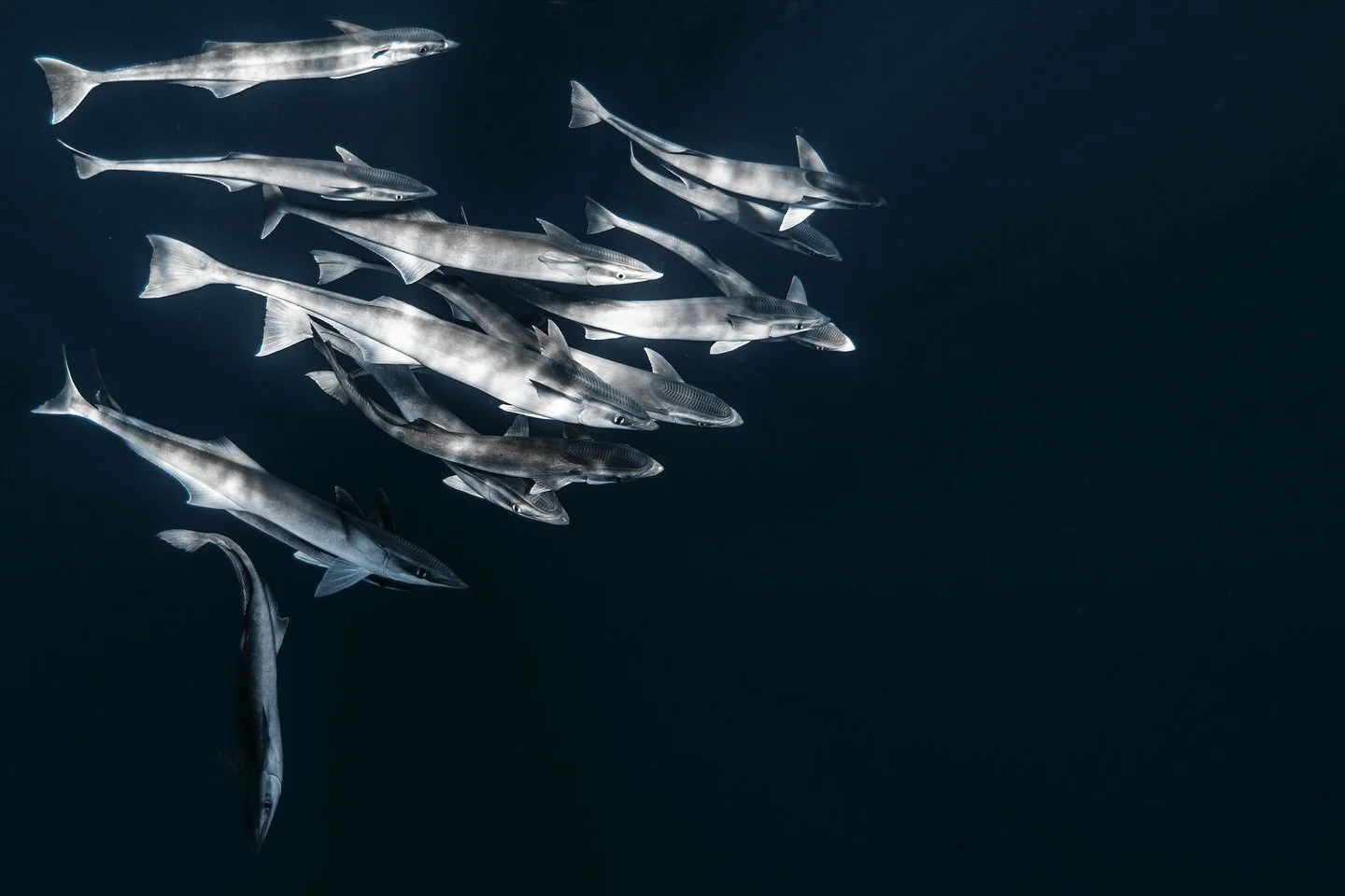 EXCITING NEWS 

Thought I&rsquo;d get creative and design a little 2026 Ocean Calendar 🗓️🐠

It features some of my favourite shots captured over the past two years, a mix of special encounters and beautiful ocean scapes. 

Limited calendars availab