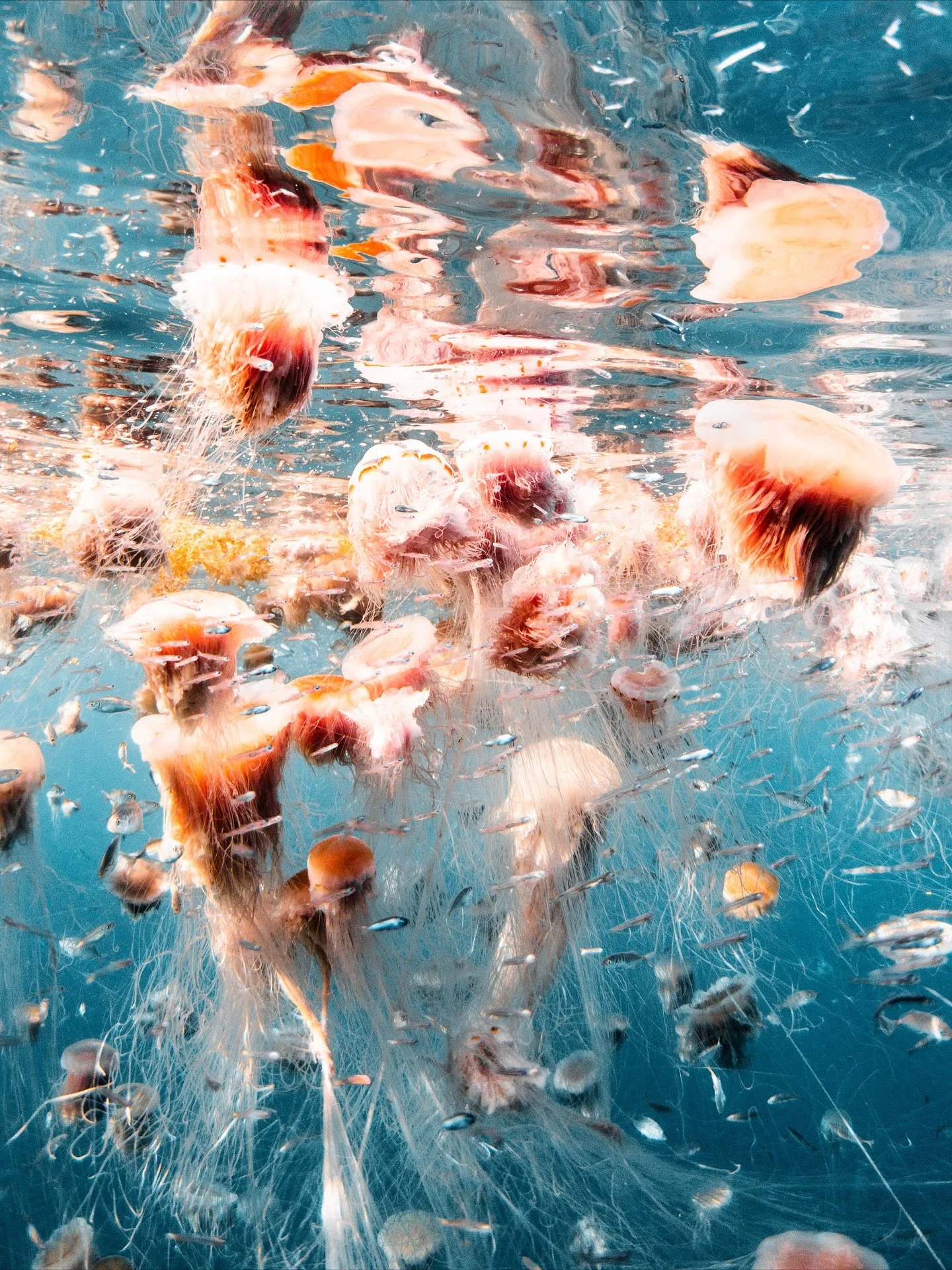 JELLY MANIA 🫨

Won&rsquo;t be forgetting this&hellip;Still one of my top 10 days on the Ningaloo Reef. The ocean soup day- swimming with lions men jellies, whalesharks, mobula rays and even humpies&hellip;

1. The longest animal in the world, the Li