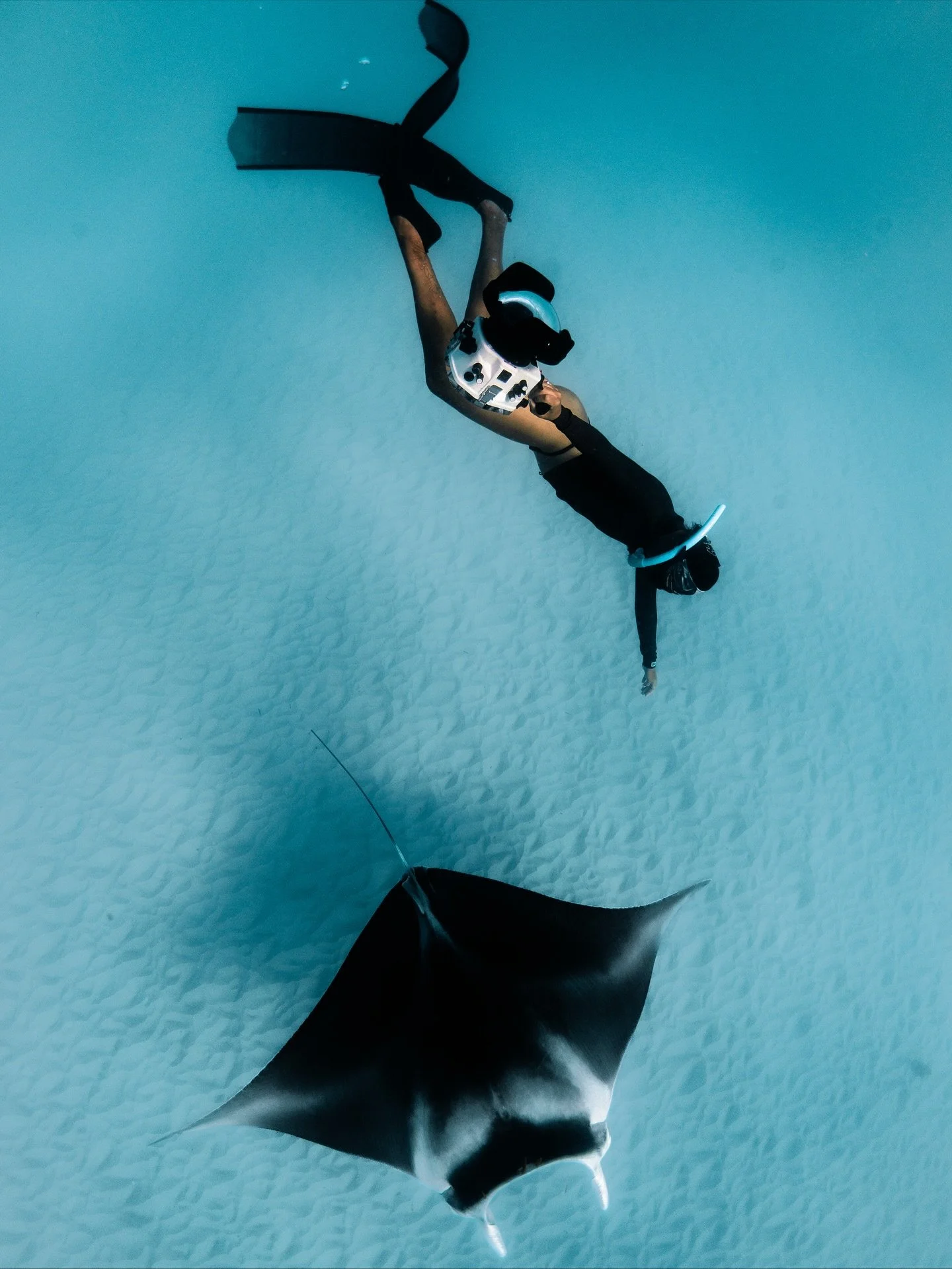 Swimming with Coral Bays oceans pancakes. Mantas are beautiful and it&rsquo;s always an honour when these creature choose to stay and interact. 👏🏼🥹
@nikonaustralia 

#ocean #ningalooreef #mantarays #freediving