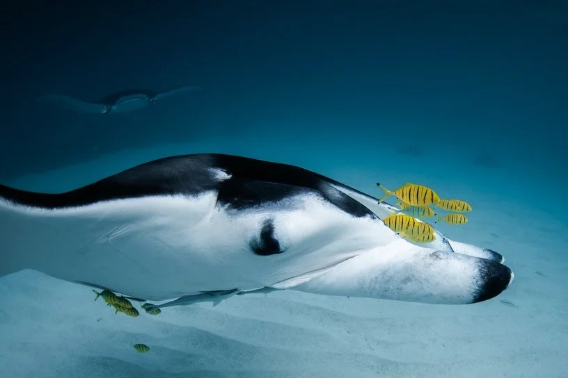 All things MANTAS 🦋🥞

Was going through a bunch of manta photos I took and stumbled upon these&hellip;

Mantas aka Ocean Pancakes!  One reason they&rsquo;re so important: as giant filter‑feeders, reef manta rays (Mobula alfredi) consume huge amount