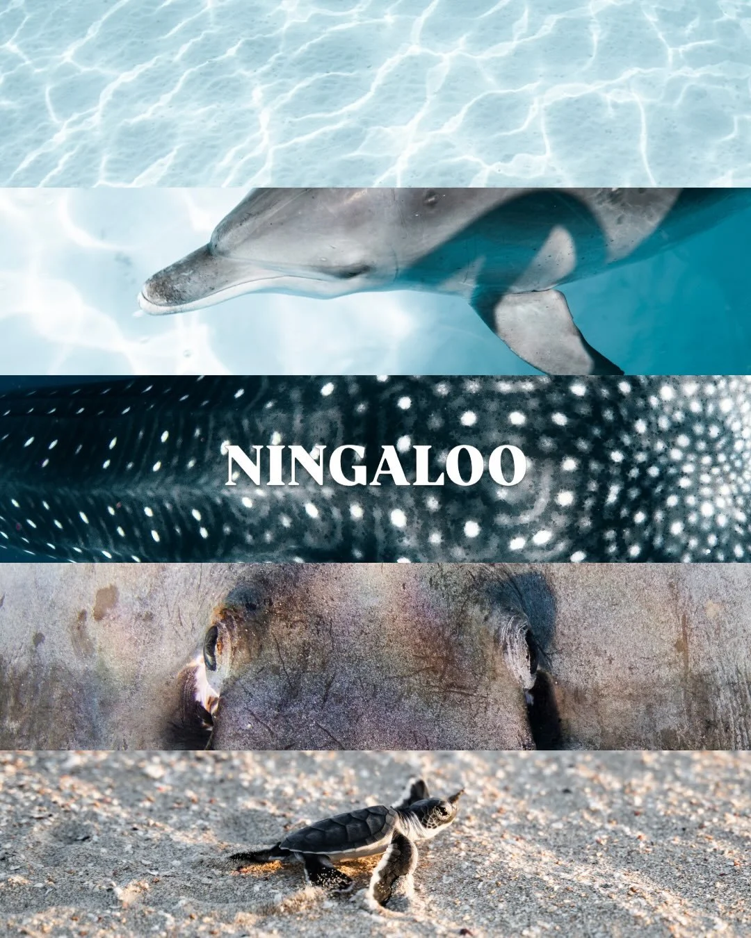 NINGALOO // NYINGGULU ✨🪩🧡

The season is about to start here on the Ningaloo&hellip;
One of the few places in the world where you can swim ethically with whalesharks in the wild, plus encounter a range of marine species who are always ready to show