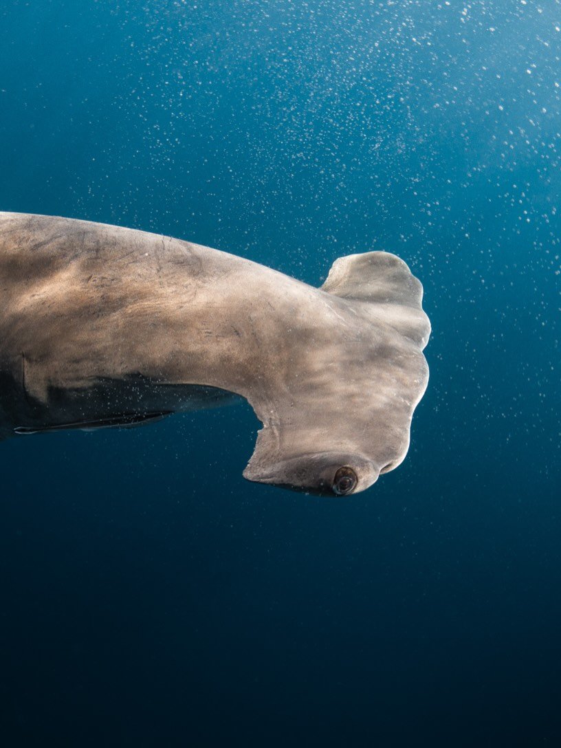 The Great Hammer. 

I encountered this beauty 2 years ago when I worked my first job as an underwater photographer. It happened a day before my birthday and I had no idea that I was jumping in the water to have this magnificent animal swim out of now