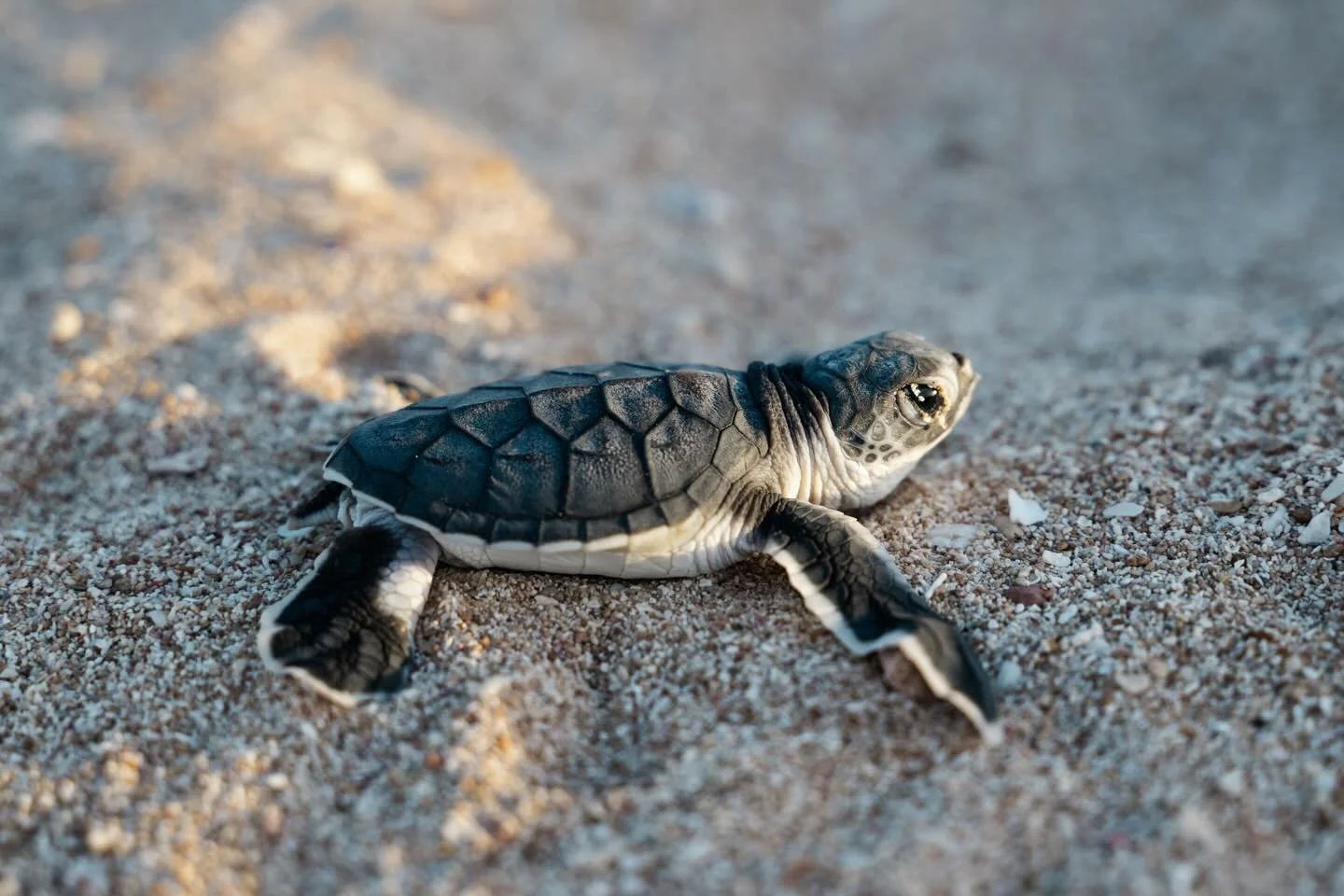 Next stop: The big blue 

After weeks beneath the sand, the first tiny hatchlings finally break through the surface. They begin a journey that&rsquo;s been written into them from the start&hellip; 🐢🌄

Shooting with @nikonaustralia 

#turtlehatchlin
