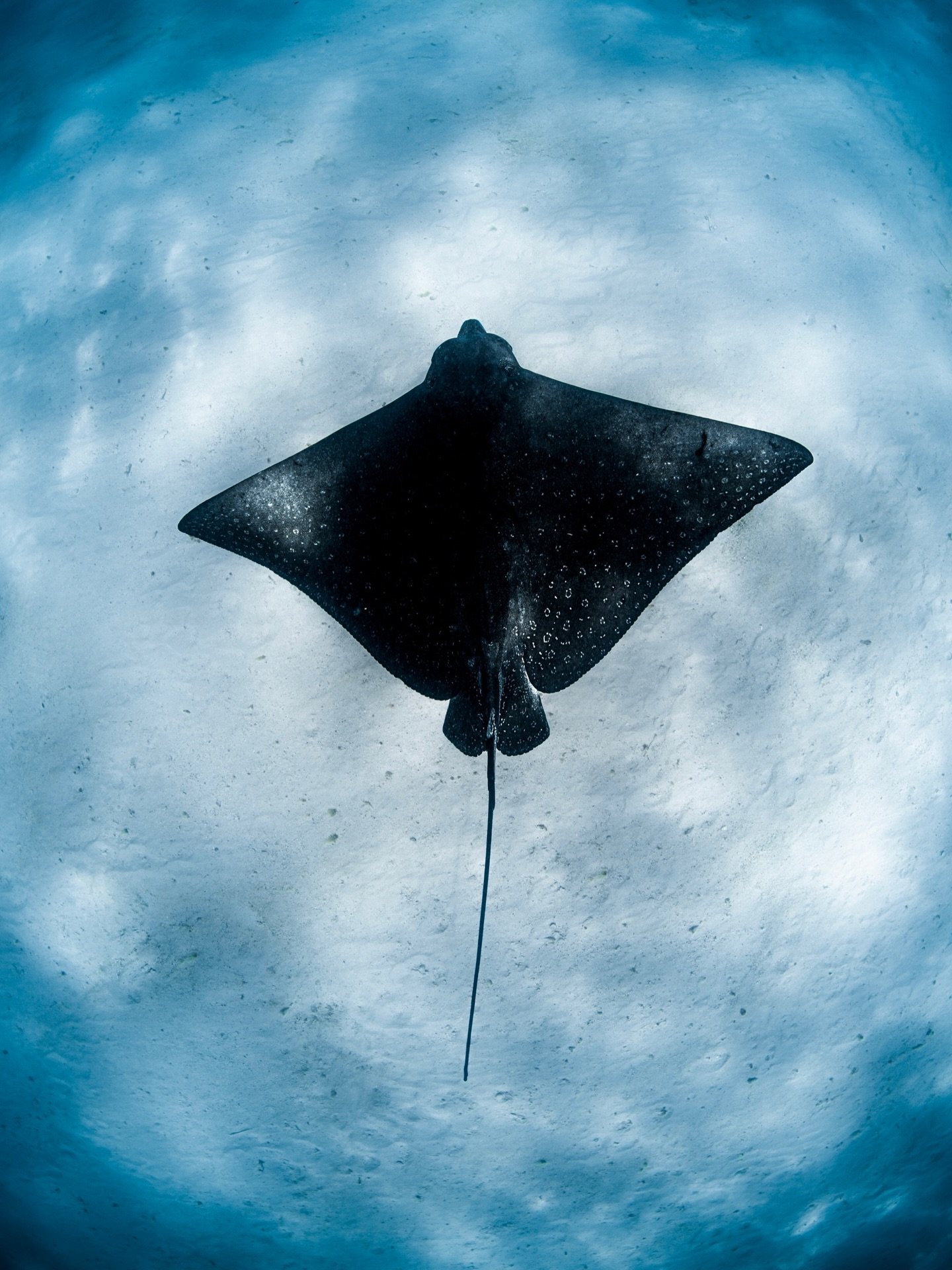 A little mixbag of all the big and small ocean critters hanging around the Ningaloo lately&hellip;

Shooting with Nikon Z8 + @nauticamhousings 💛🖤

#myocean #nikoncreator #natgeoyourshot #ningalooreef #australiascoralcoast