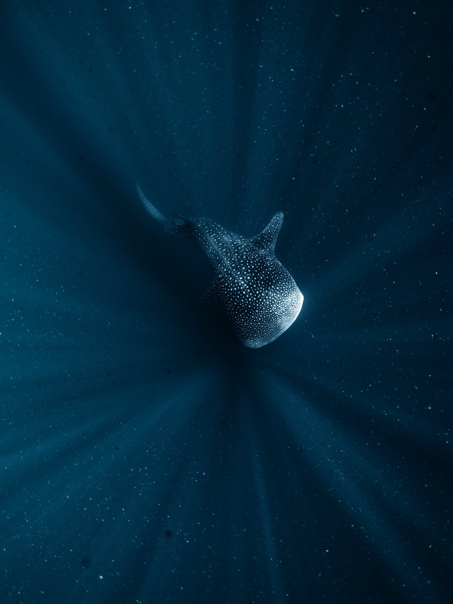 A little quiet on here lately&hellip; so here&rsquo;s a series of whale shark images to break the hiatus 

Endless hours in the ocean in  the last three weeks; photographing some of the most beautiful encounters 🥹

Shooting with @nikonaustralia &amp