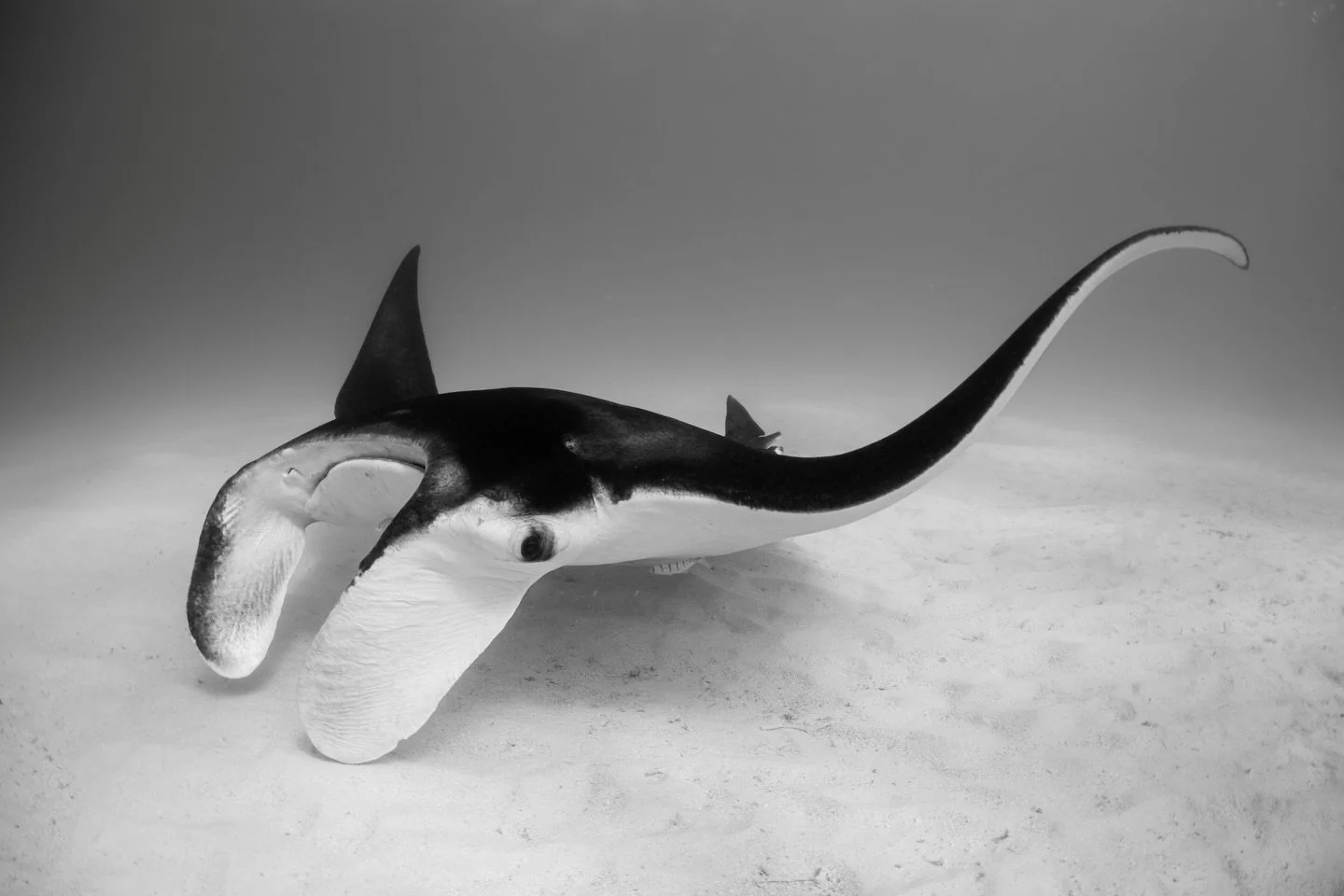 ALL THINGS RAYS 🌈

Always so satisfying watching these creatures move underwater&hellip;

1/2/3. The Queens - Manta rays
4. Honeycomb whipray 
5/6. Spotted Eagle ray
7/8. Jenkins Ray 
9. Little Shovelnose ray
10. Blue spotted ribbontail ray

Shootin