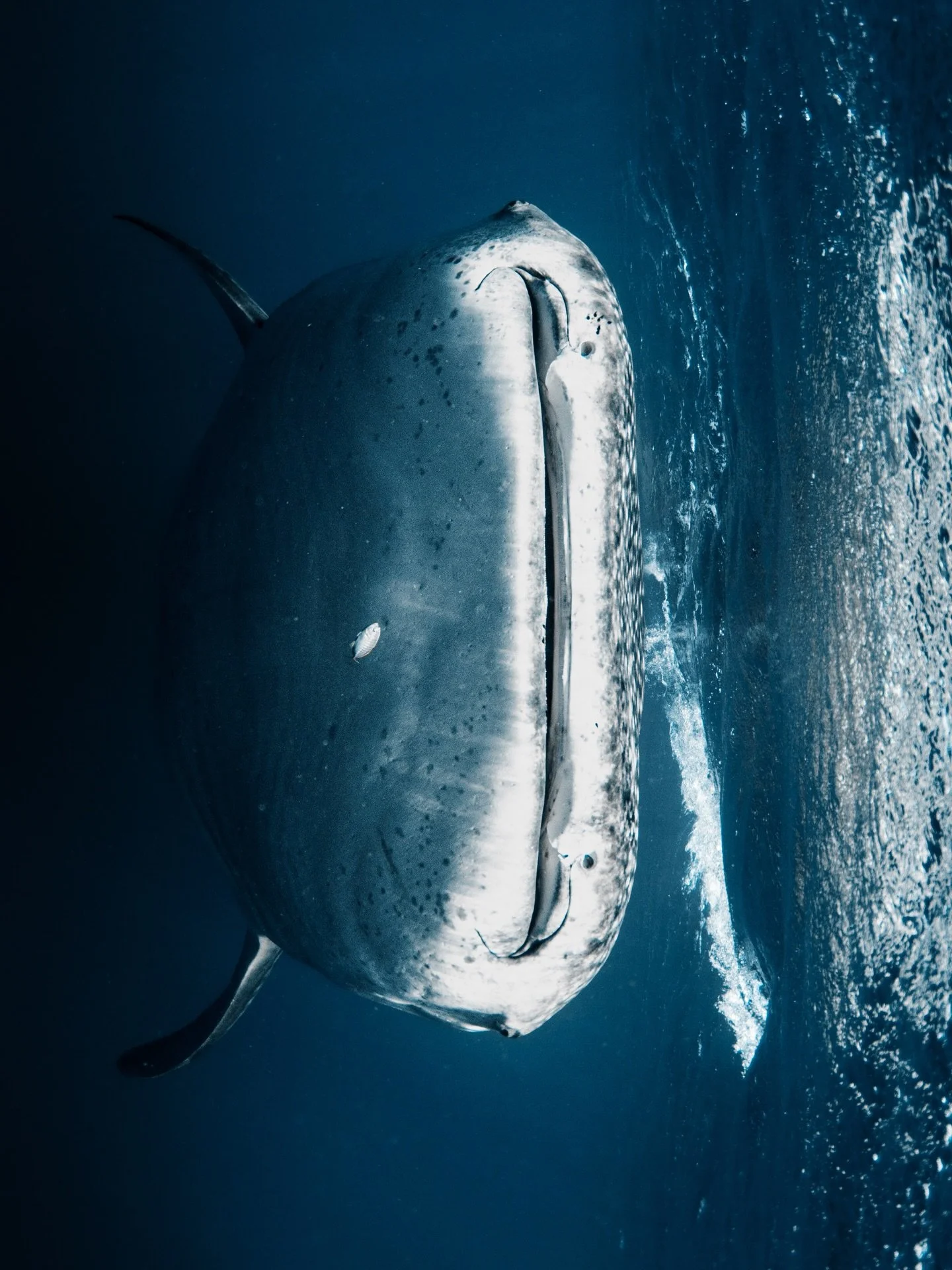 Head on with the biggest fish in the ocean. Always so fun when we have sharks chasing our bubbles 🫧 🤭

Shooting w @nikonaustralia &amp; @nauticamhousings 

#whaleshark #ausgeo #ningalooreef #myocean #seeaustralia