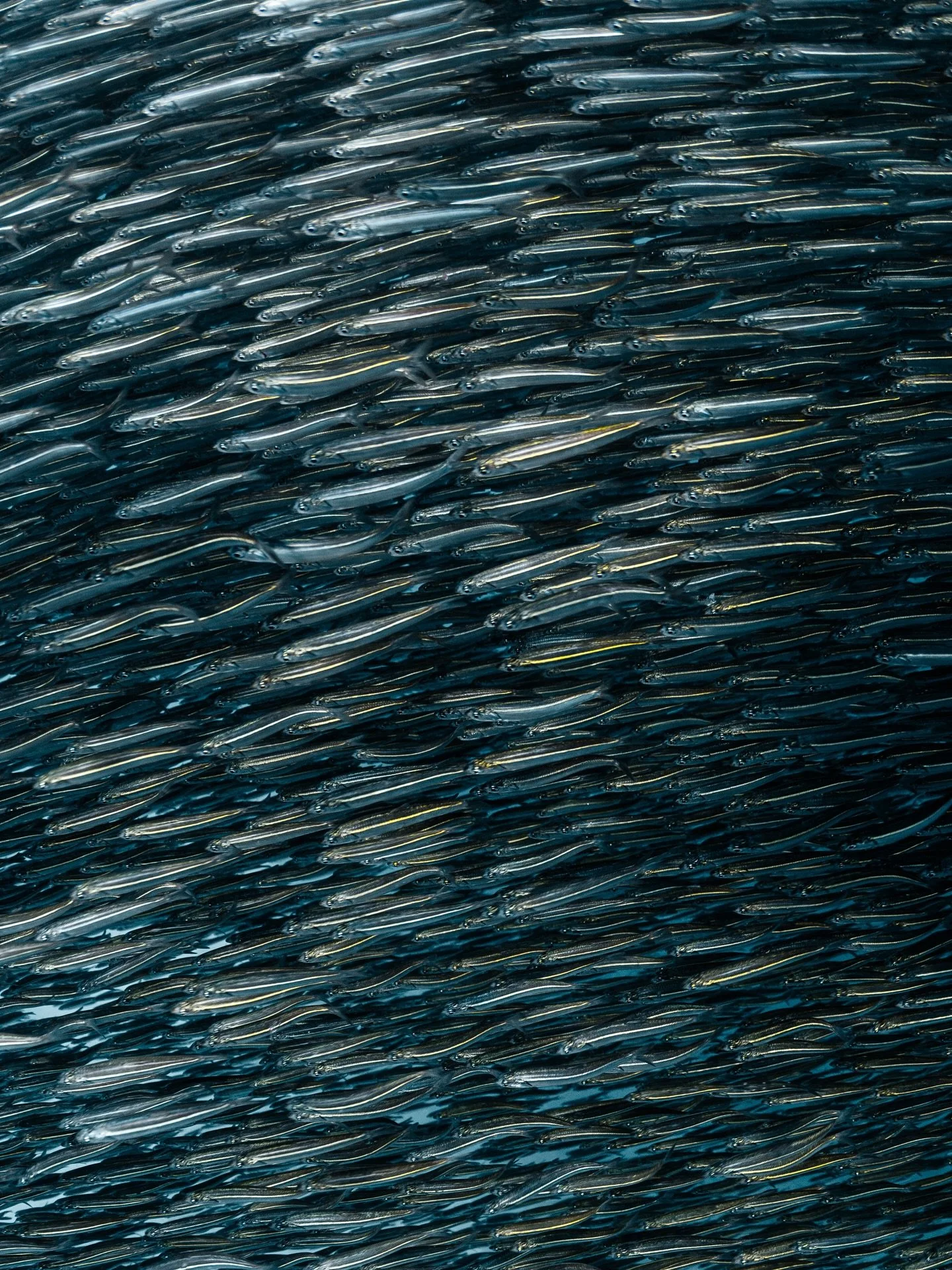 Swimming through these bait balls felt like becoming a child again; bringing out curiosity, creativity and play.  There was just not enough hours in the day this day&hellip;
🐟🐟🐟🐟🐟🐟 

Shooting with my stallion @nikonaustralia Z8 + @nauticamhousi