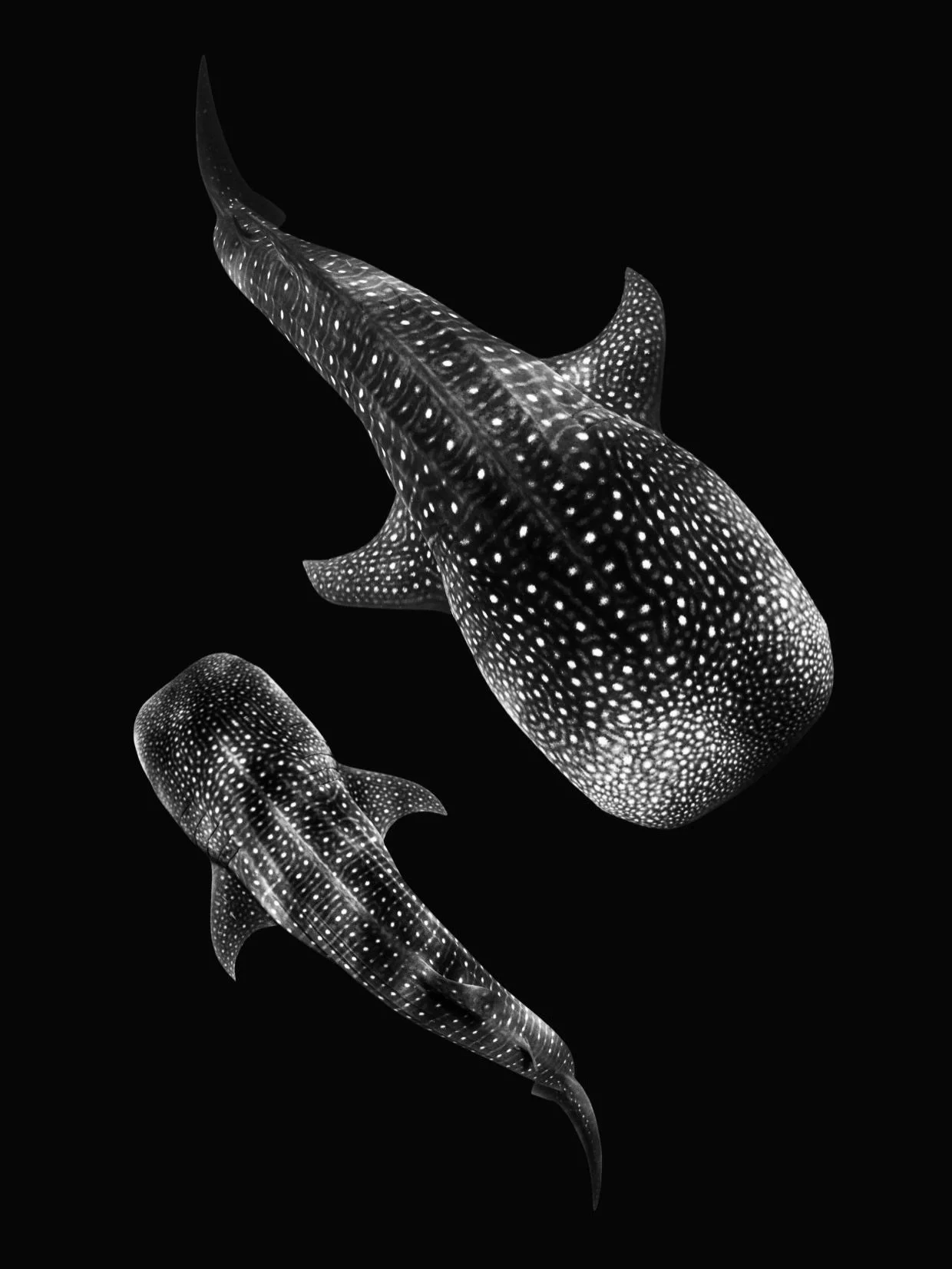 OCEAN ART 💫🖤
From time spent underwater with animals that keep pulling me back in. 

Shooting with @nikonaustralia 

#whalesharks #myocean #oceans #natgeoyourshot #uwphotography