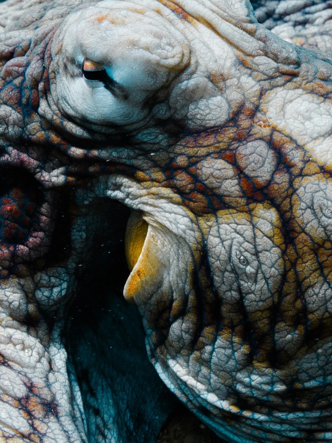 Looking at animals the way I look at everything through a lens: art, lines, shapes, light, texture.

It&rsquo;s fascinating how quickly we try to make sense of what we&rsquo;re seeing. Remove the context and spots become a night sky,  eyes becomes a 