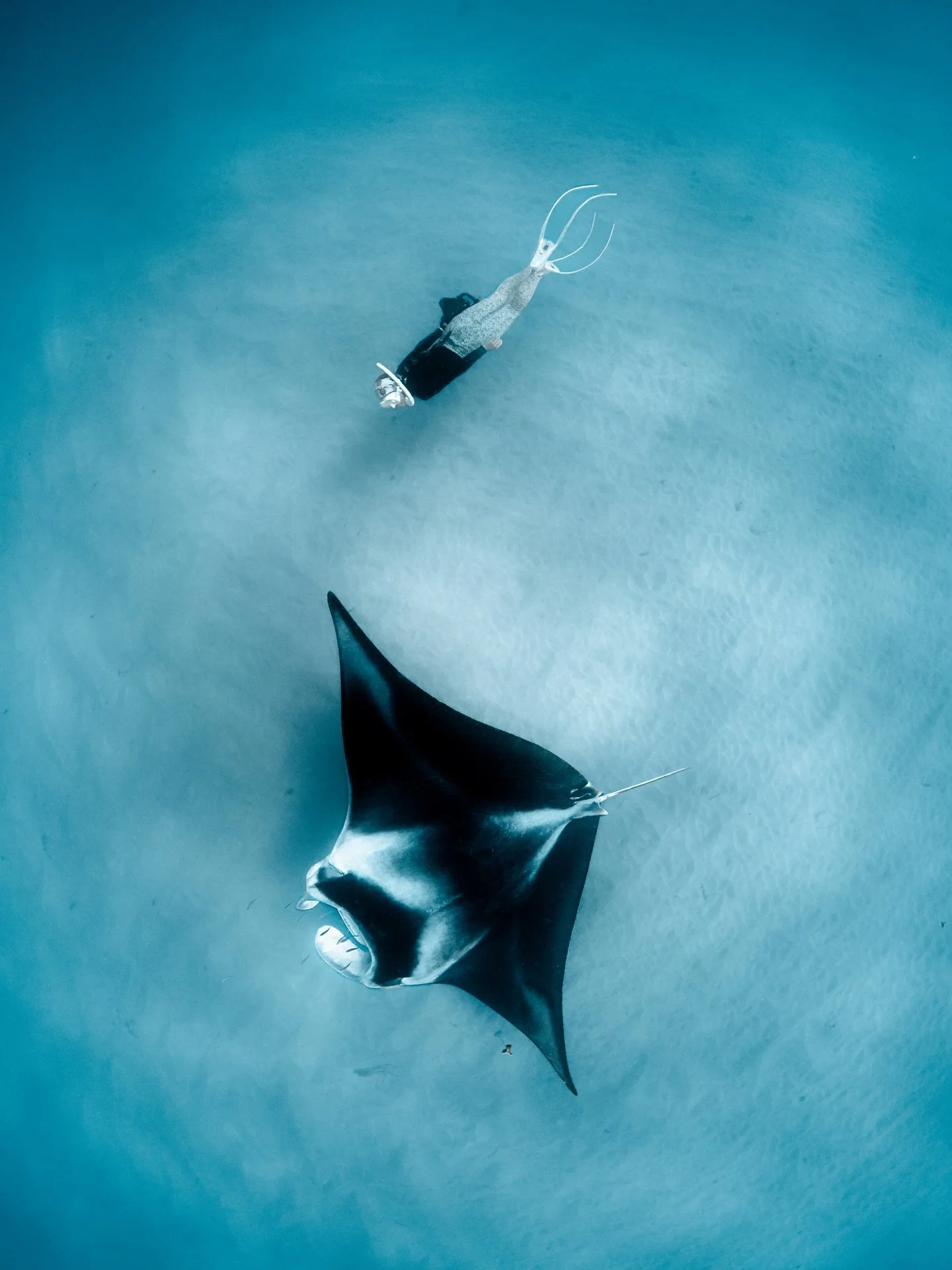 One of the most incredible behaviours to witness underwater.

When plankton becomes highly concentrated, manta rays begin barrel rolling through the water column; repeatedly looping back through the same dense patch of food.  It&rsquo;s like watching