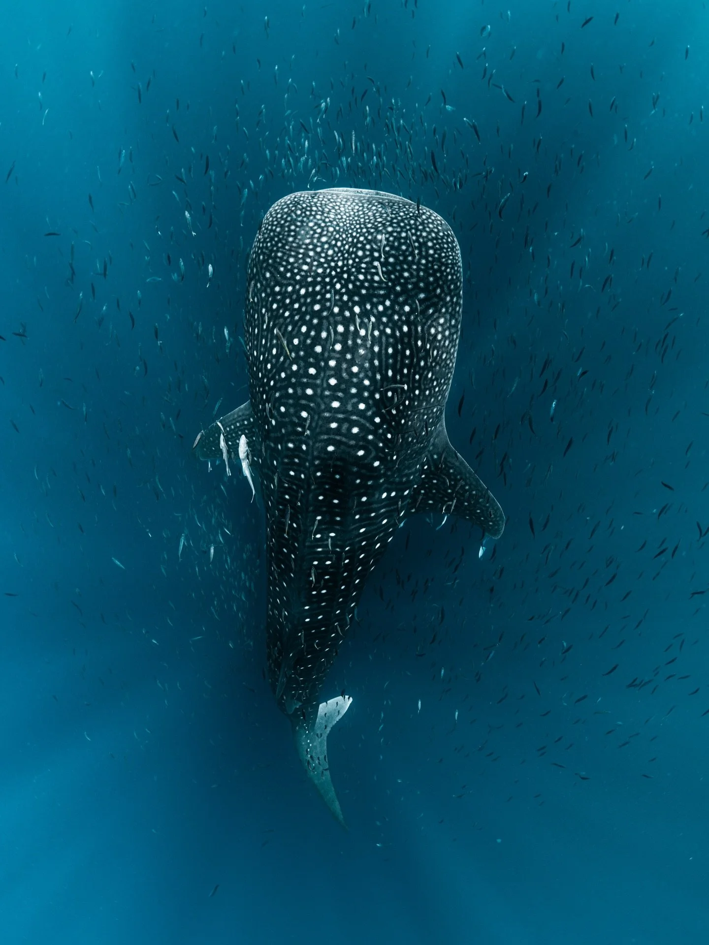 A few marine creatures that took the spotlight in May
🪭🎥

1. Whaleshark
2: Honeycomb whipray
3: Baitball/aggression of small schooling fish
4. Leopard shark
5. Tasselled Leatherjacket filefish
6. Bottlenose dolphin
7. Spotted Eagle ray
8/9. More wh