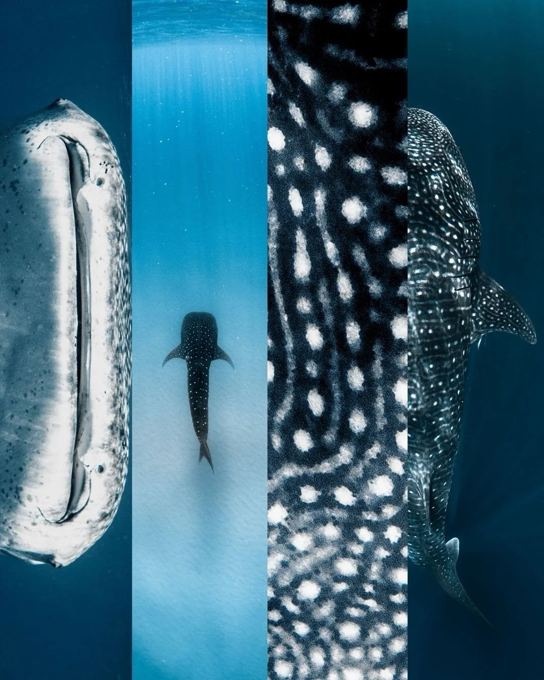 With World Oceans Day around the corner, I wanted to share a few of the ocean animals that have completely captured my heart over the years (minus a few).

Photography has given me a deeper appreciation for the incredible diversity that exists beneat