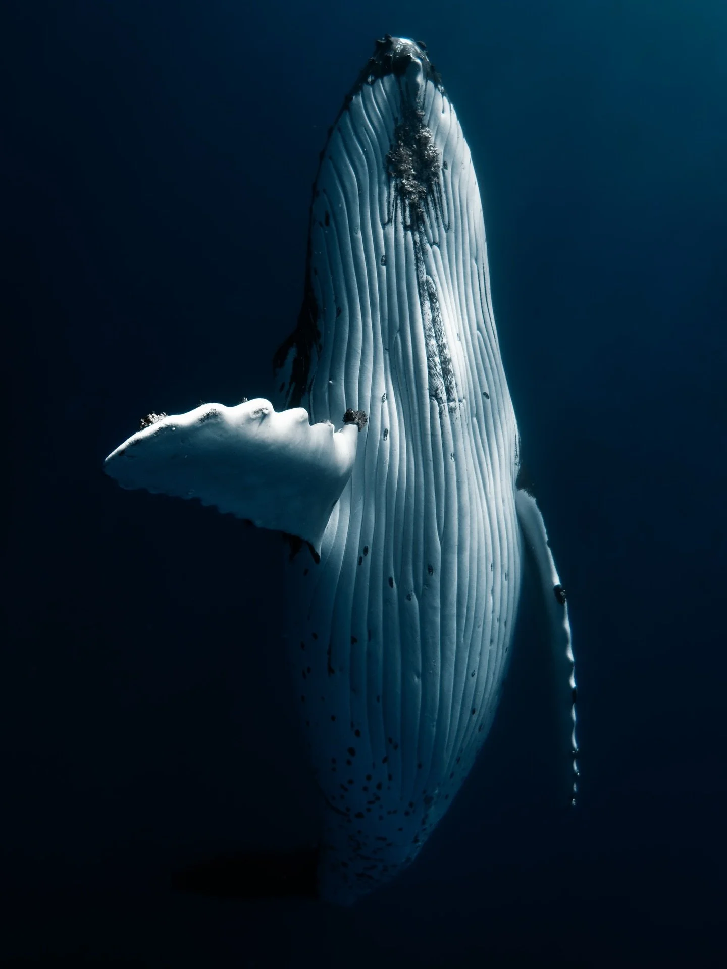 It&rsquo;s almost that time of year again.

🐋🧑🏽&zwj;🩰📸

The annual humpback whale migration is well underway. Each year, thousands of humpback whales leave the icy feeding grounds of Antarctica and begin one of the longest migrations of any mamm