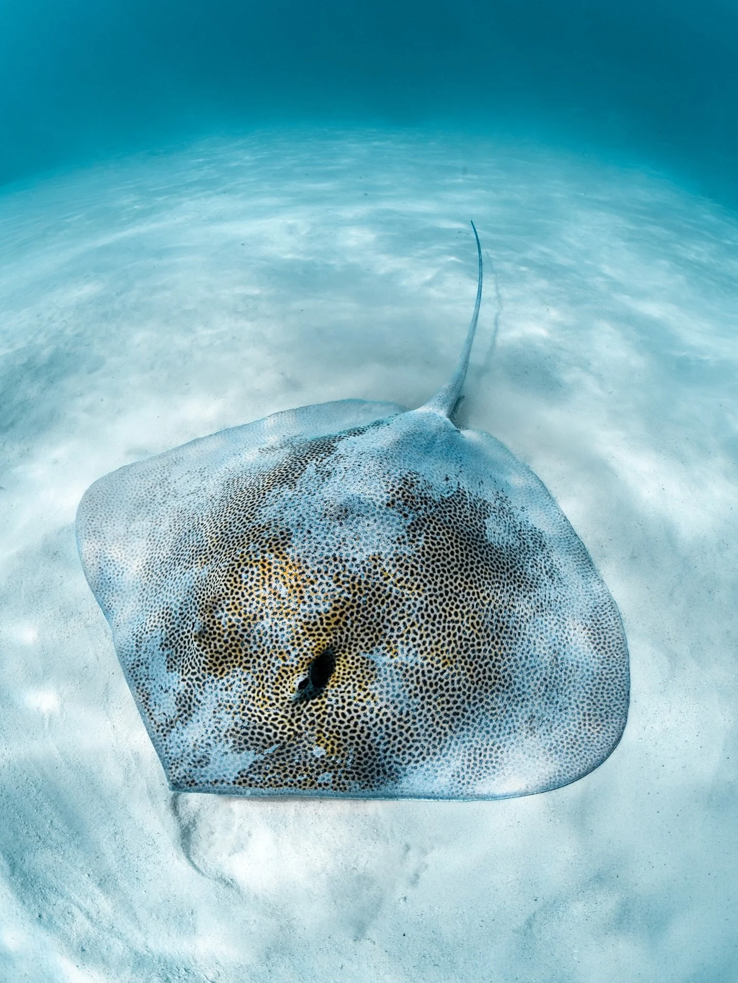 In the shallow waters of the Ningaloo Reef 
🩵🐋✨🪸🦞🐠

Shooting with @nikonaustralia + @nauticamhousings 

#seeaustralia #australia #underwaterphotography #ausgeo #natgeoyourshots