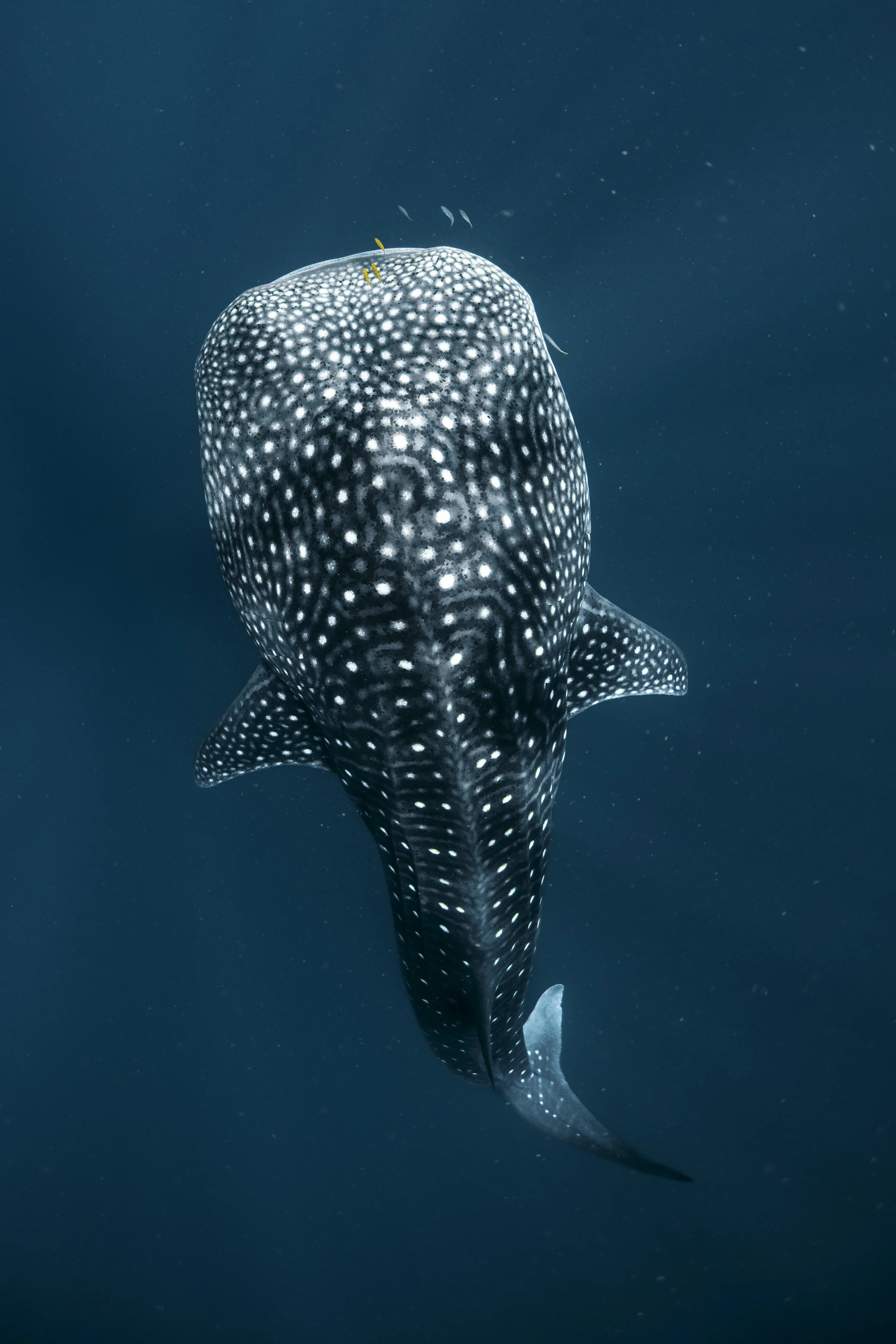whaleshark.jpg