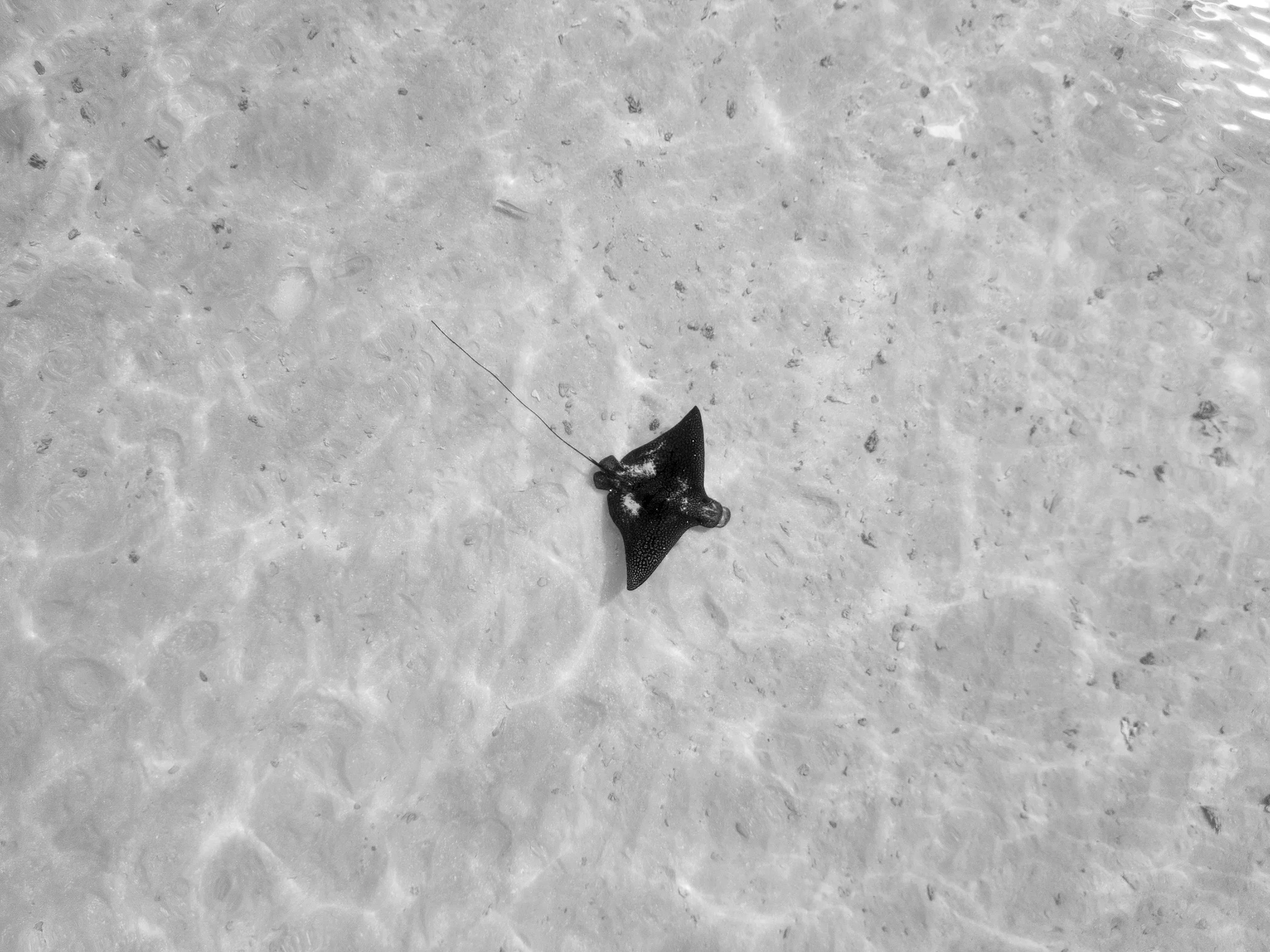 A small black stingray resting on a sandy beach near shallow water.