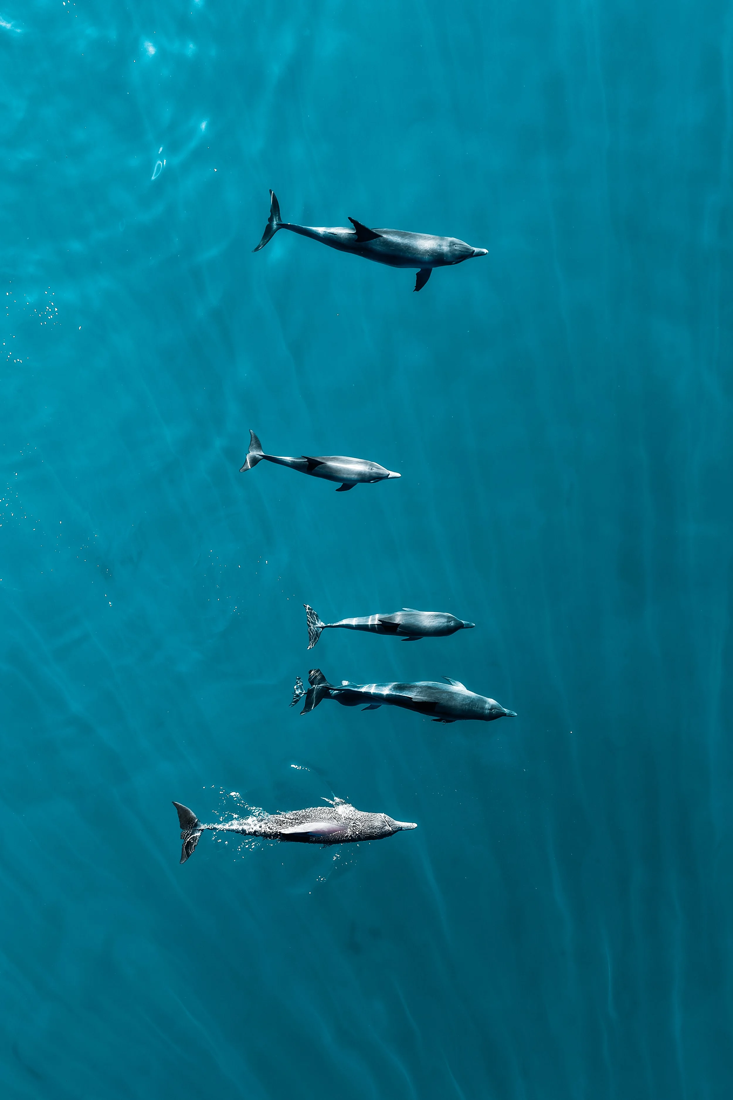 wylde_coralbaydrone-91.jpg