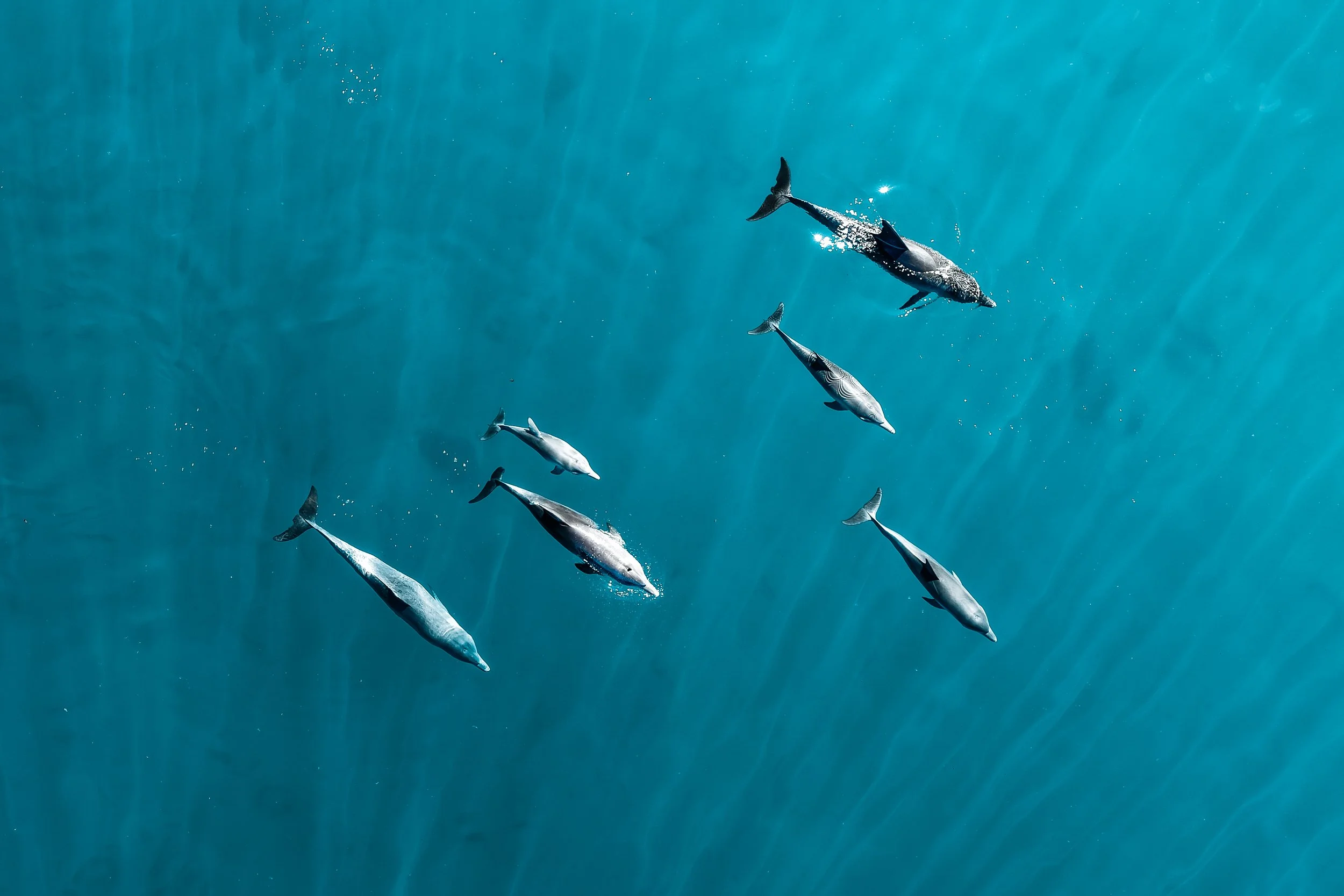 wylde_coralbaydrone-90.jpg