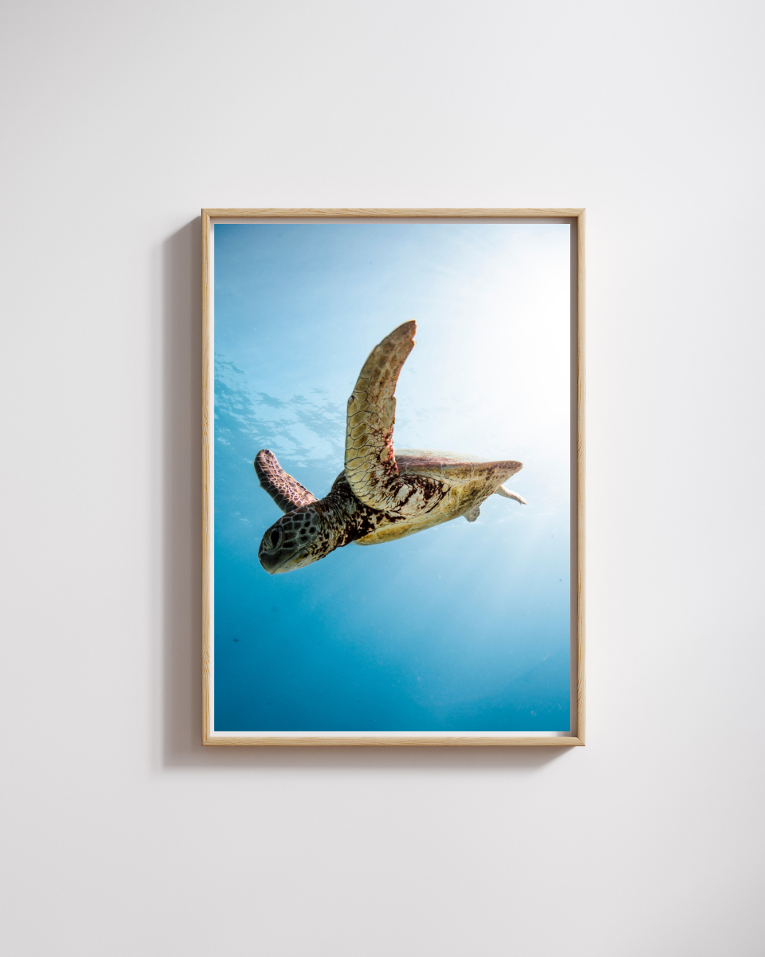 The Green Sea Turtle