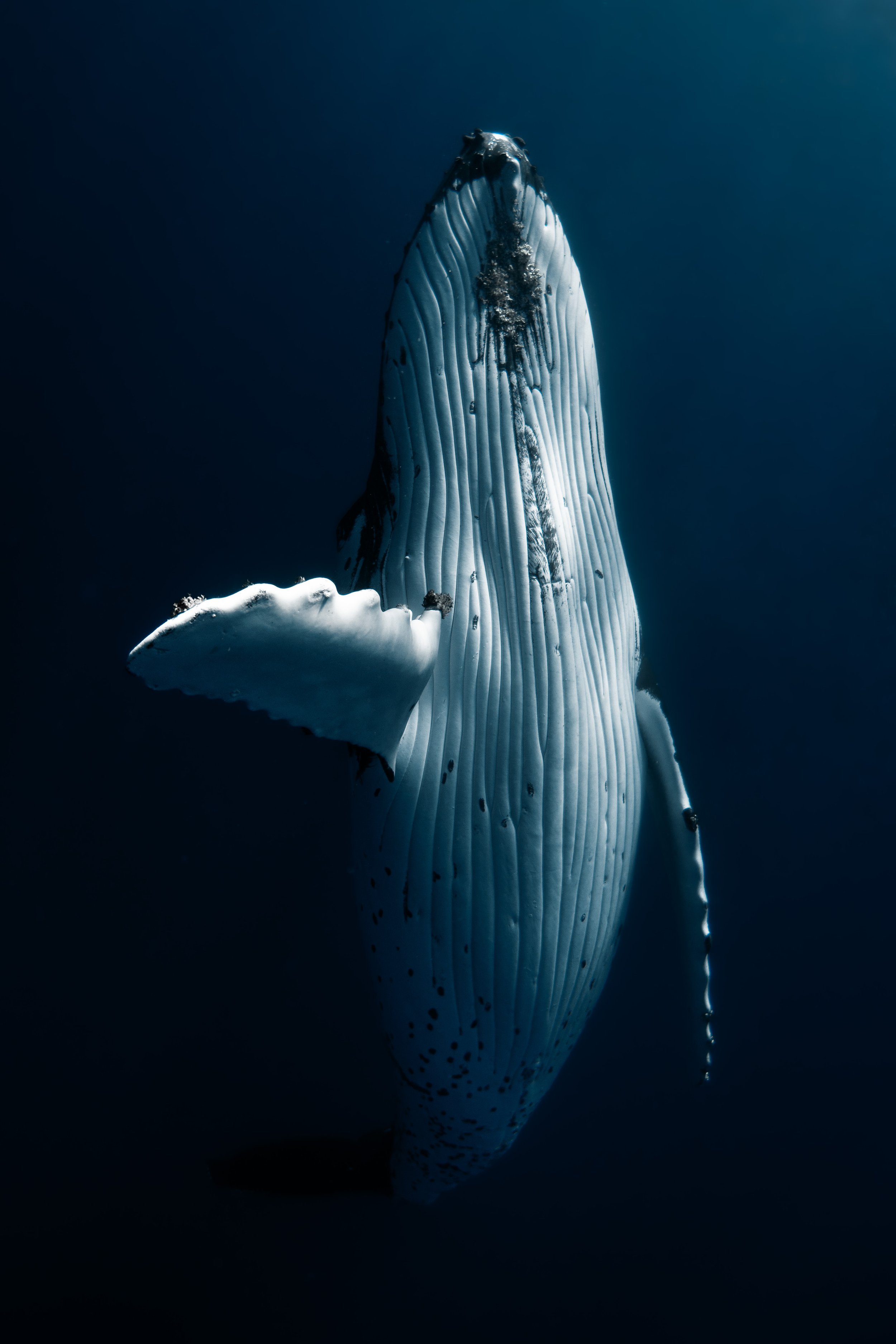 wyldephotography_whale.JPG