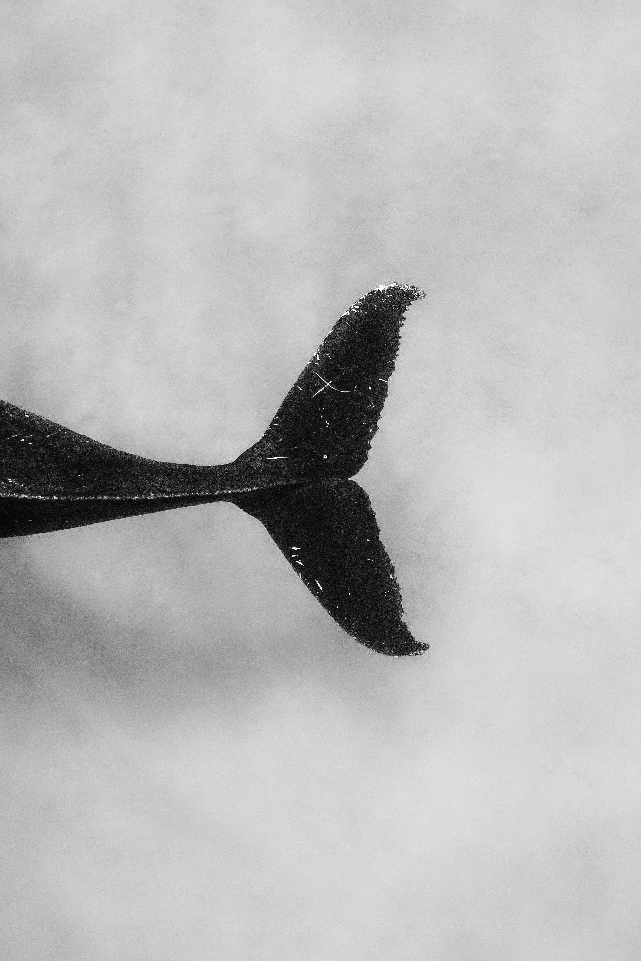 wylde_03826-2.jpg