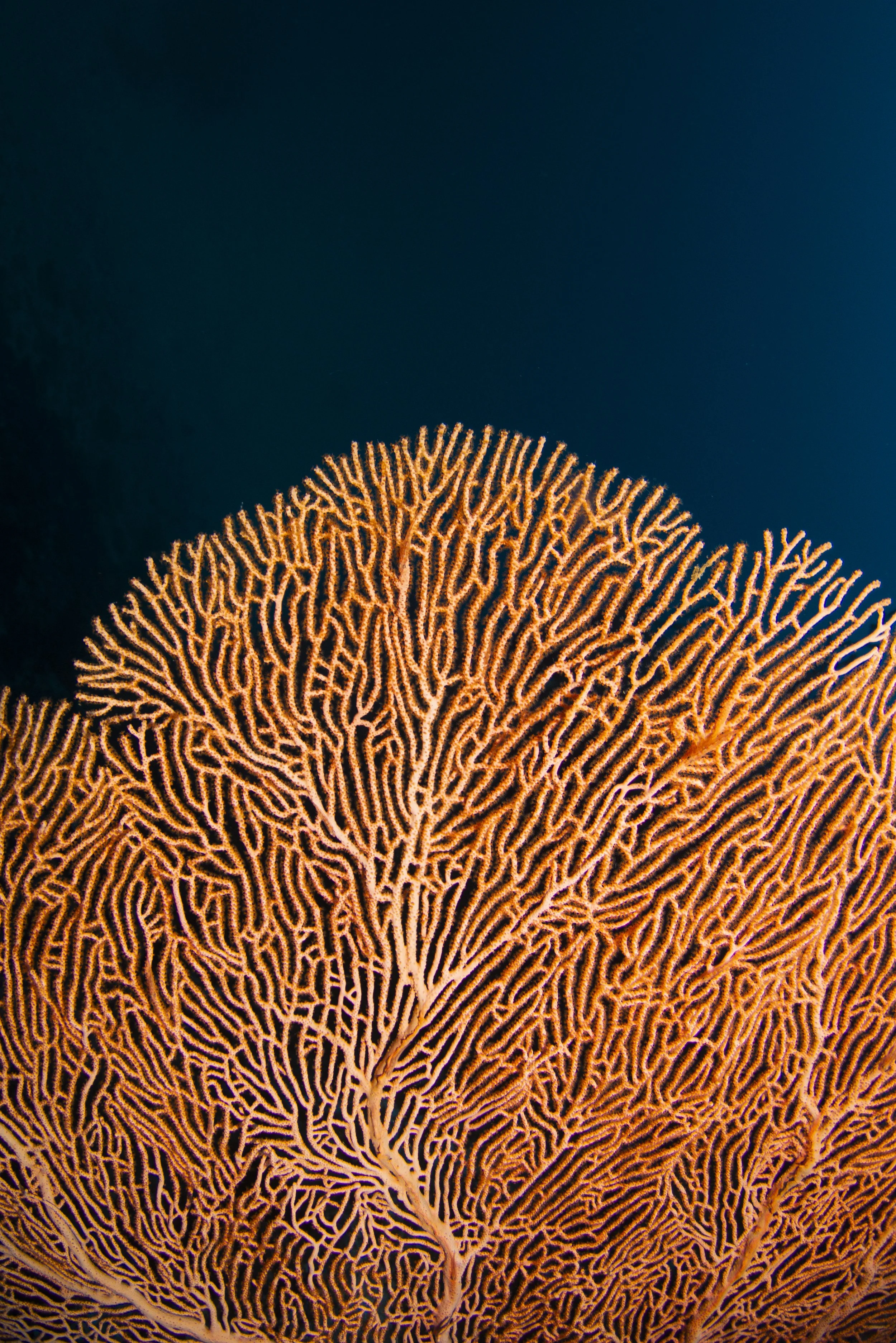 wyldephotography_maldives25-42.jpg