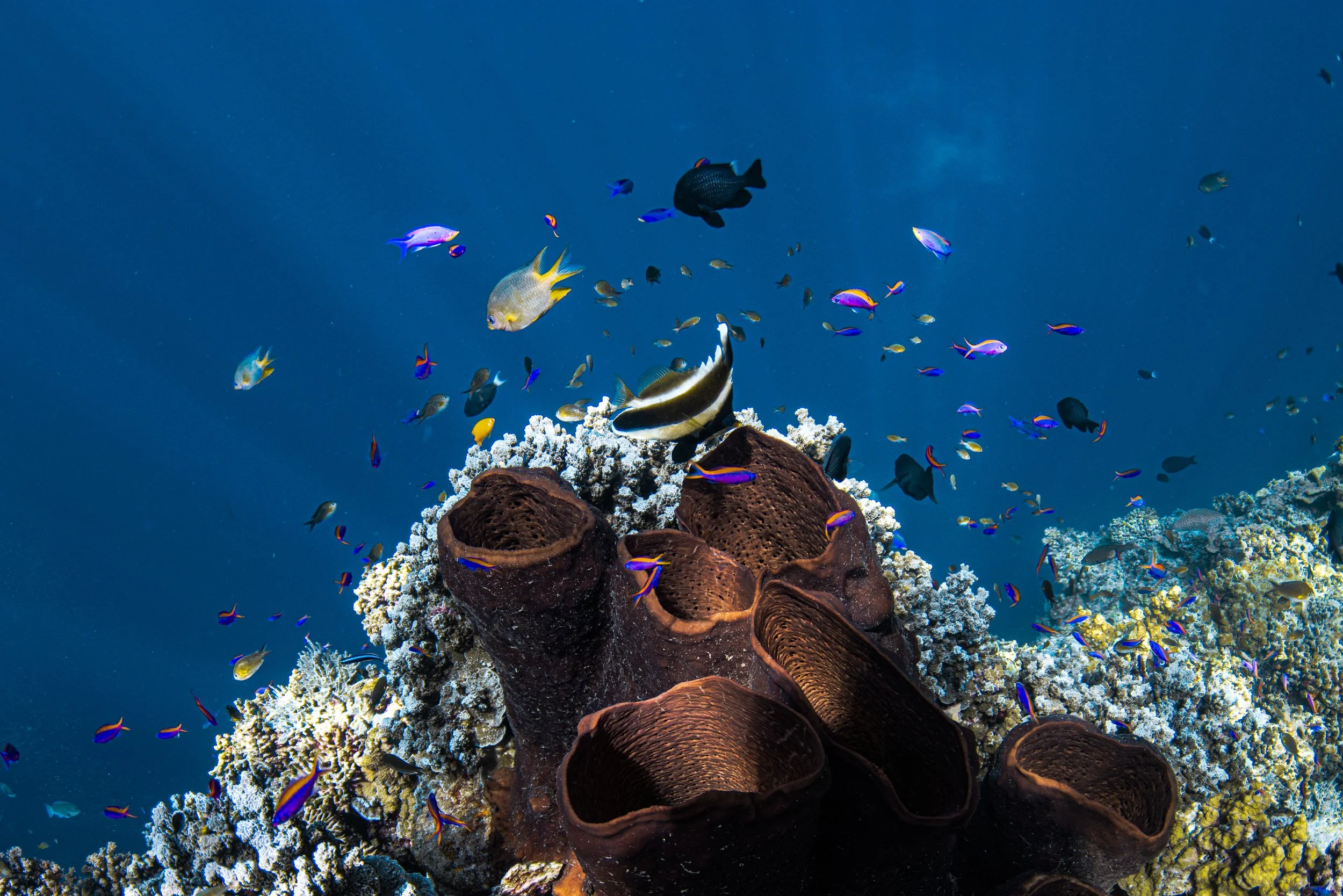 wyldephotography_maldives25-77.jpg