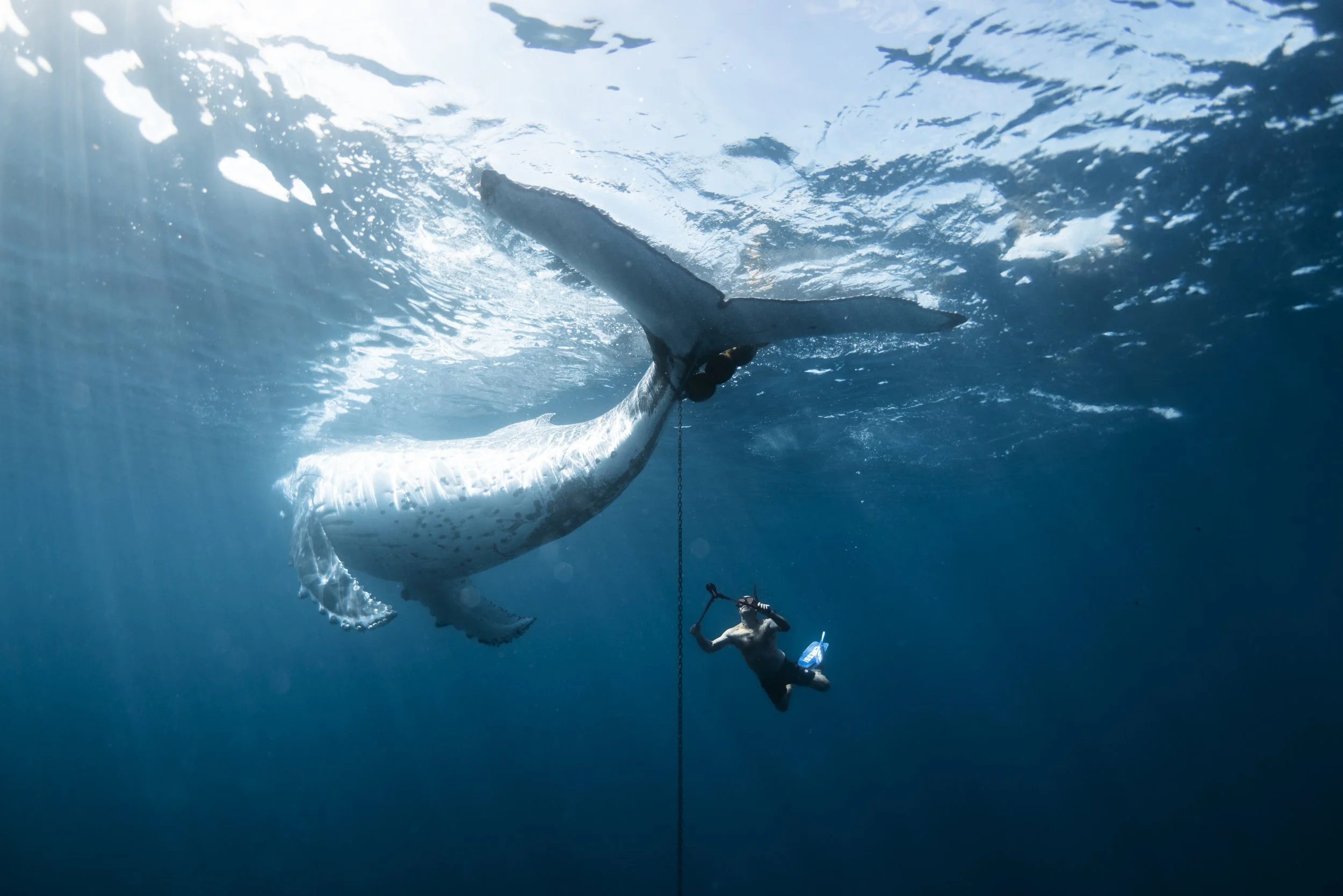 wyldephotography_whalerescue01-08-5.jpg