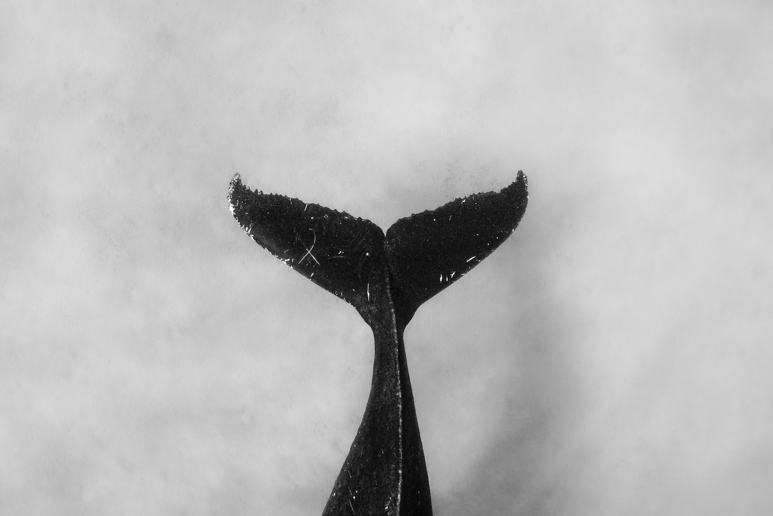wylde_03826-2.jpg