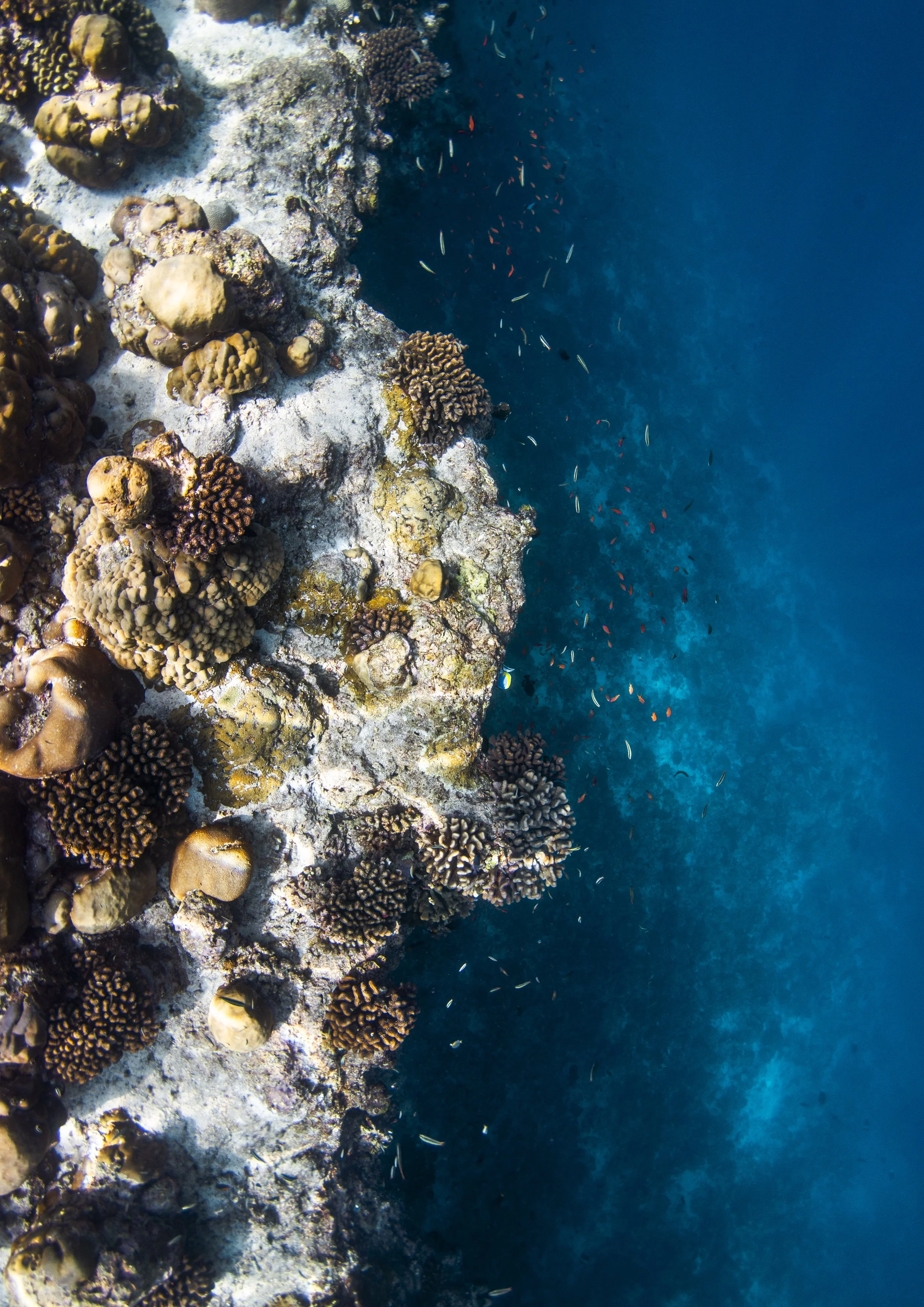 wyldephotography_maldives25-38.jpg
